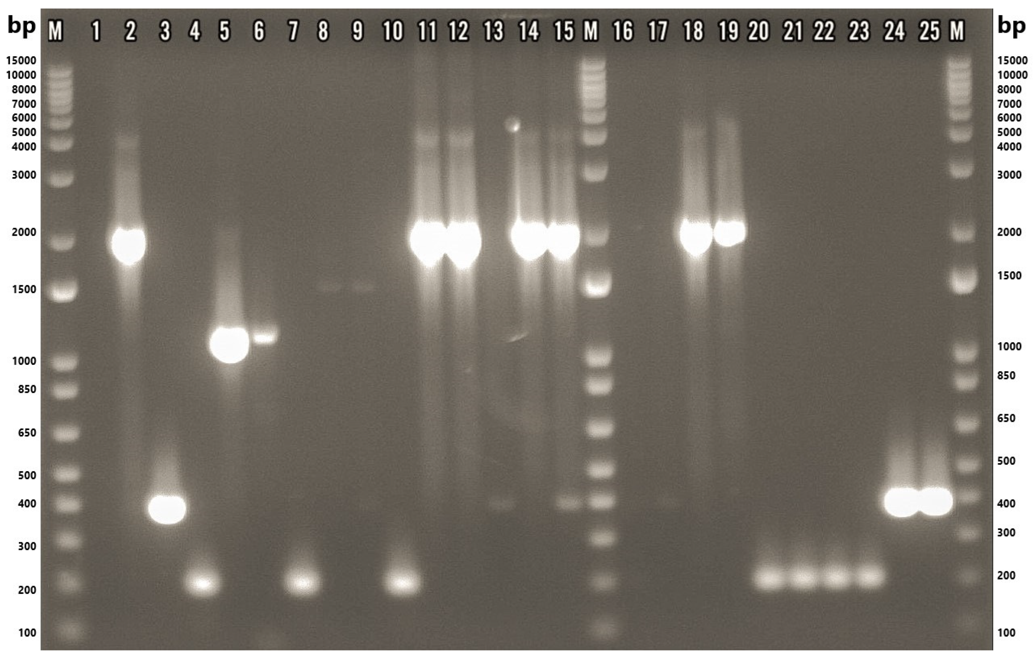 Microorganisms 13 01495 g003