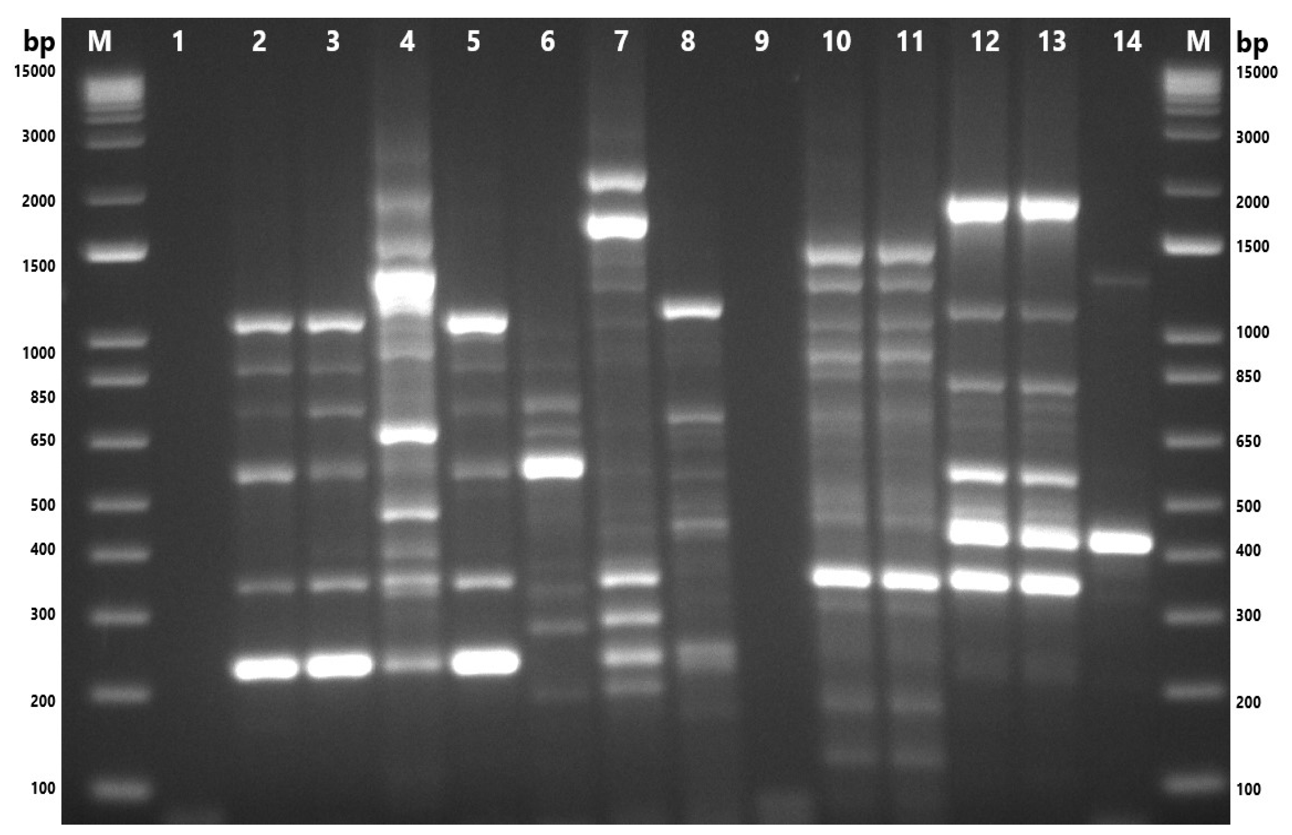 Microorganisms 13 01495 g004