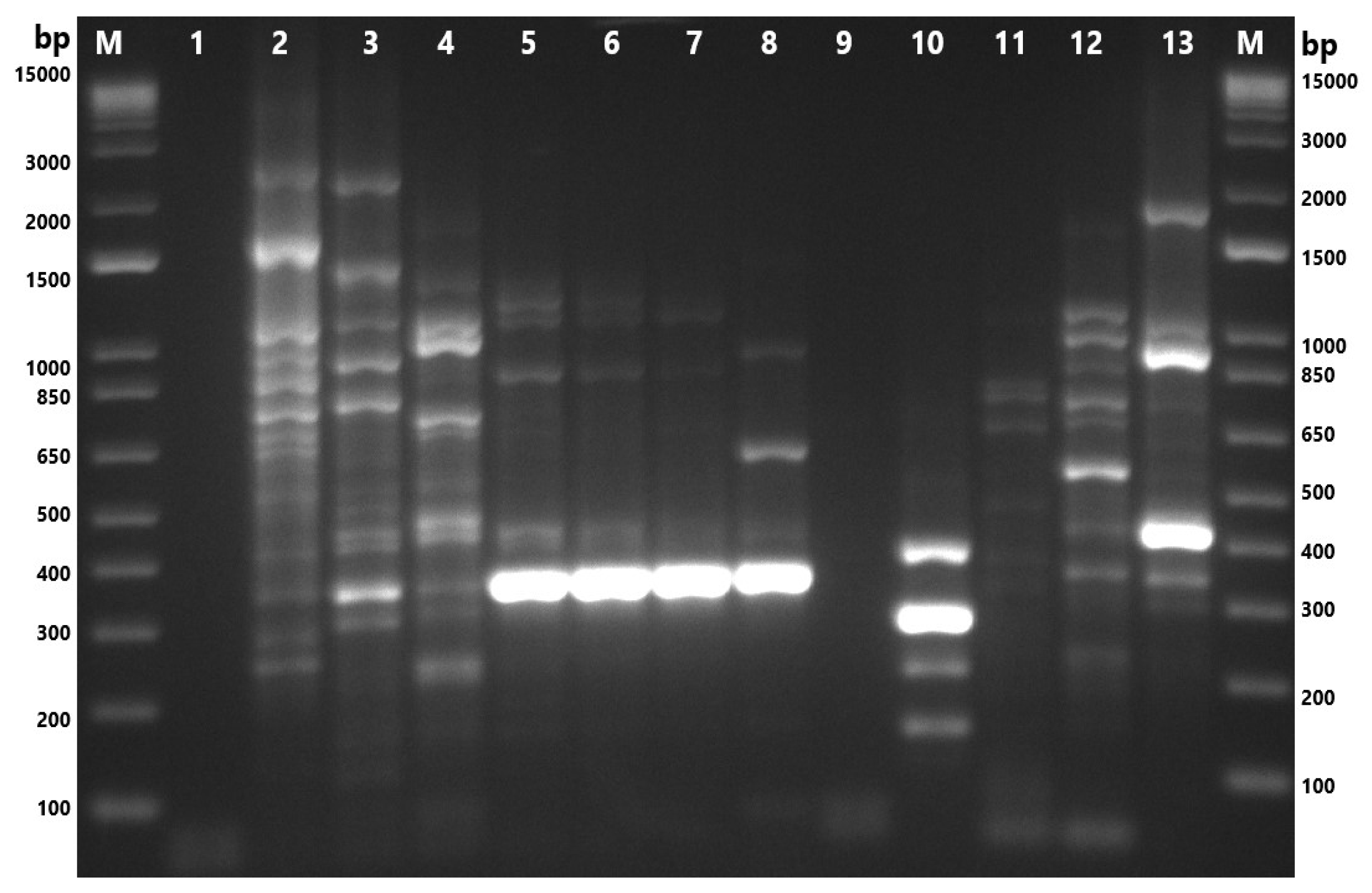 Microorganisms 13 01495 g005