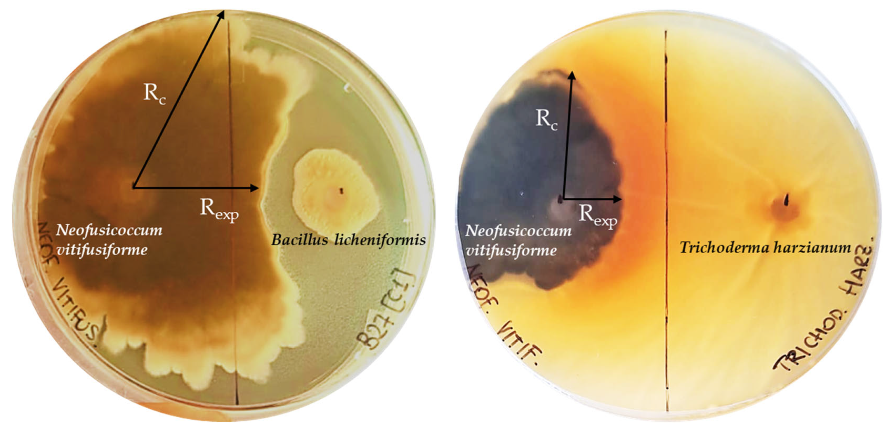 Microorganisms 13 01502 g005