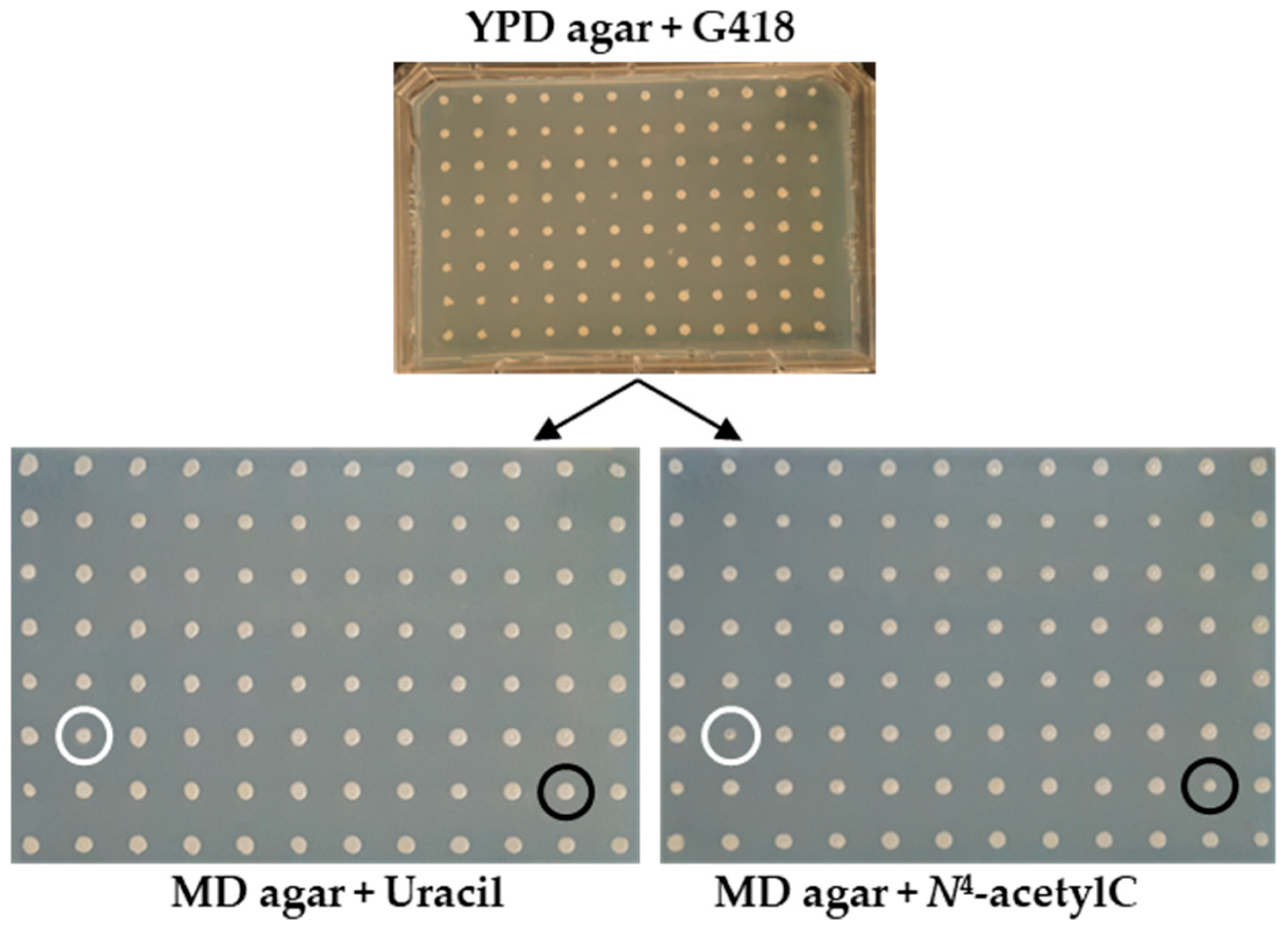 Microorganisms 13 01506 g001
