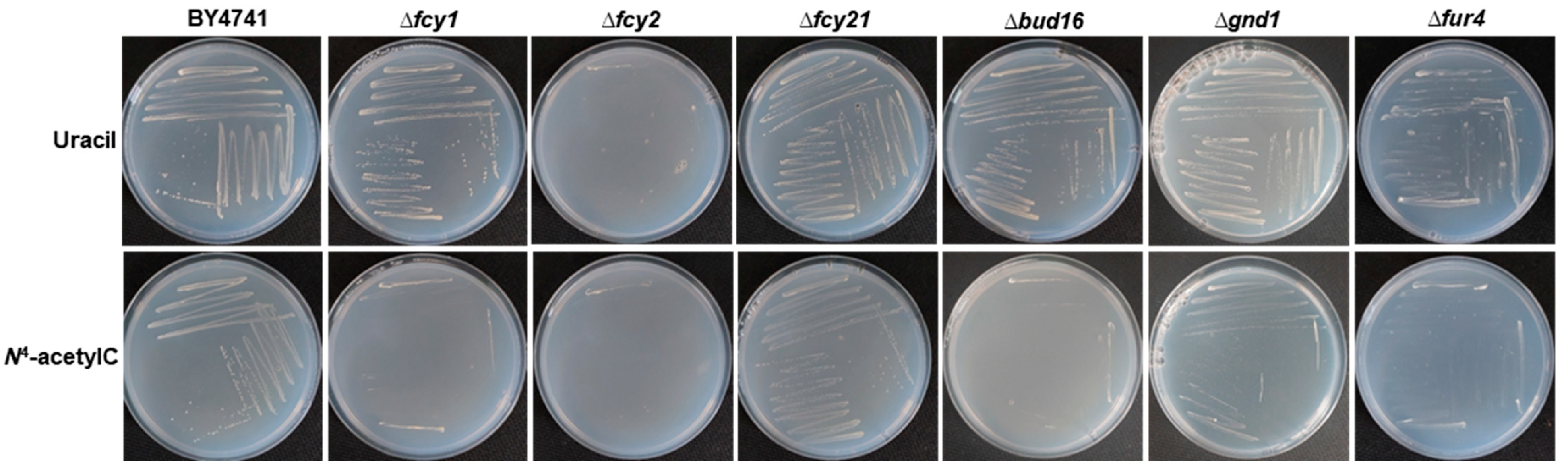 Microorganisms 13 01506 g002