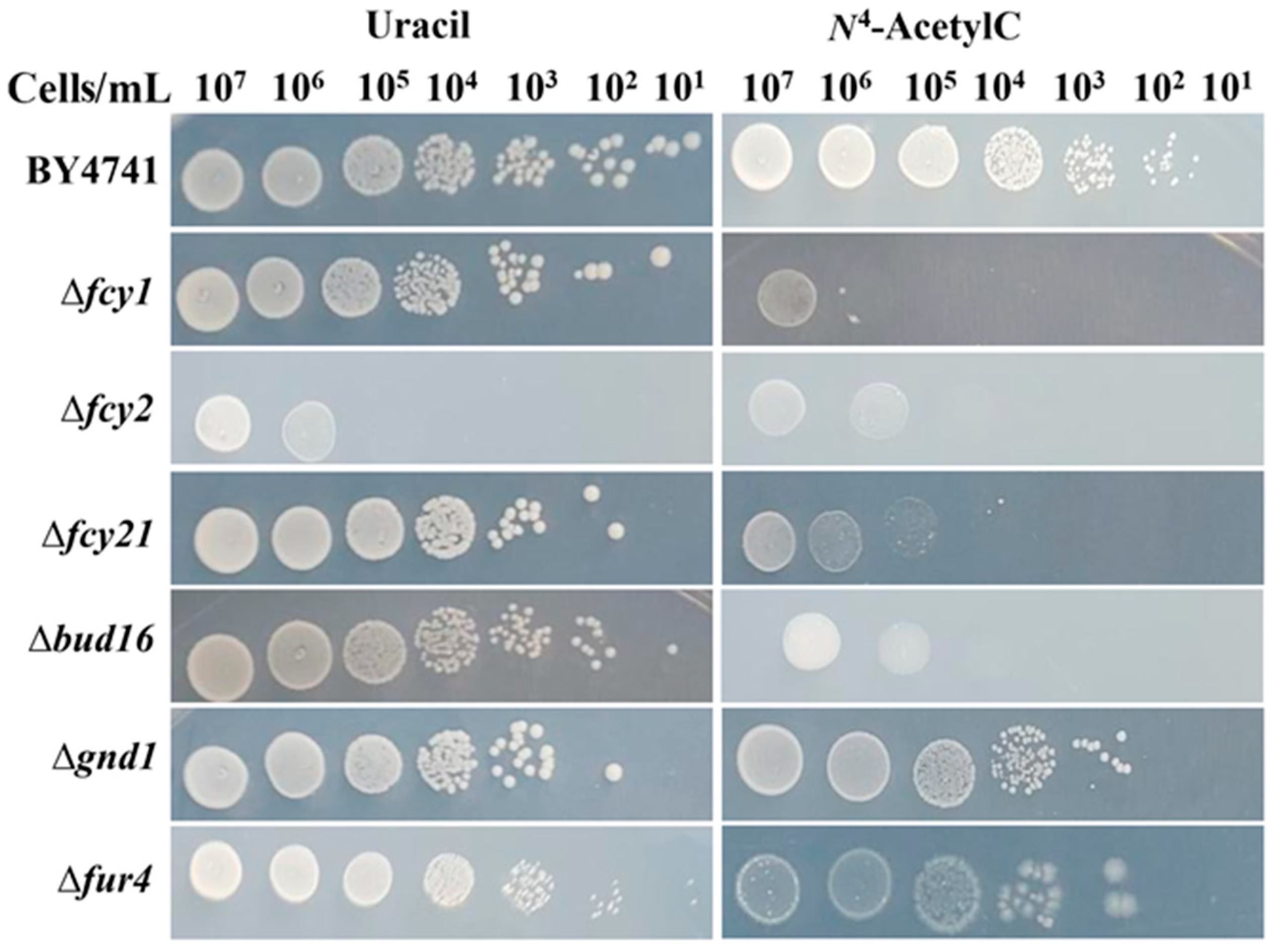 Microorganisms 13 01506 g003