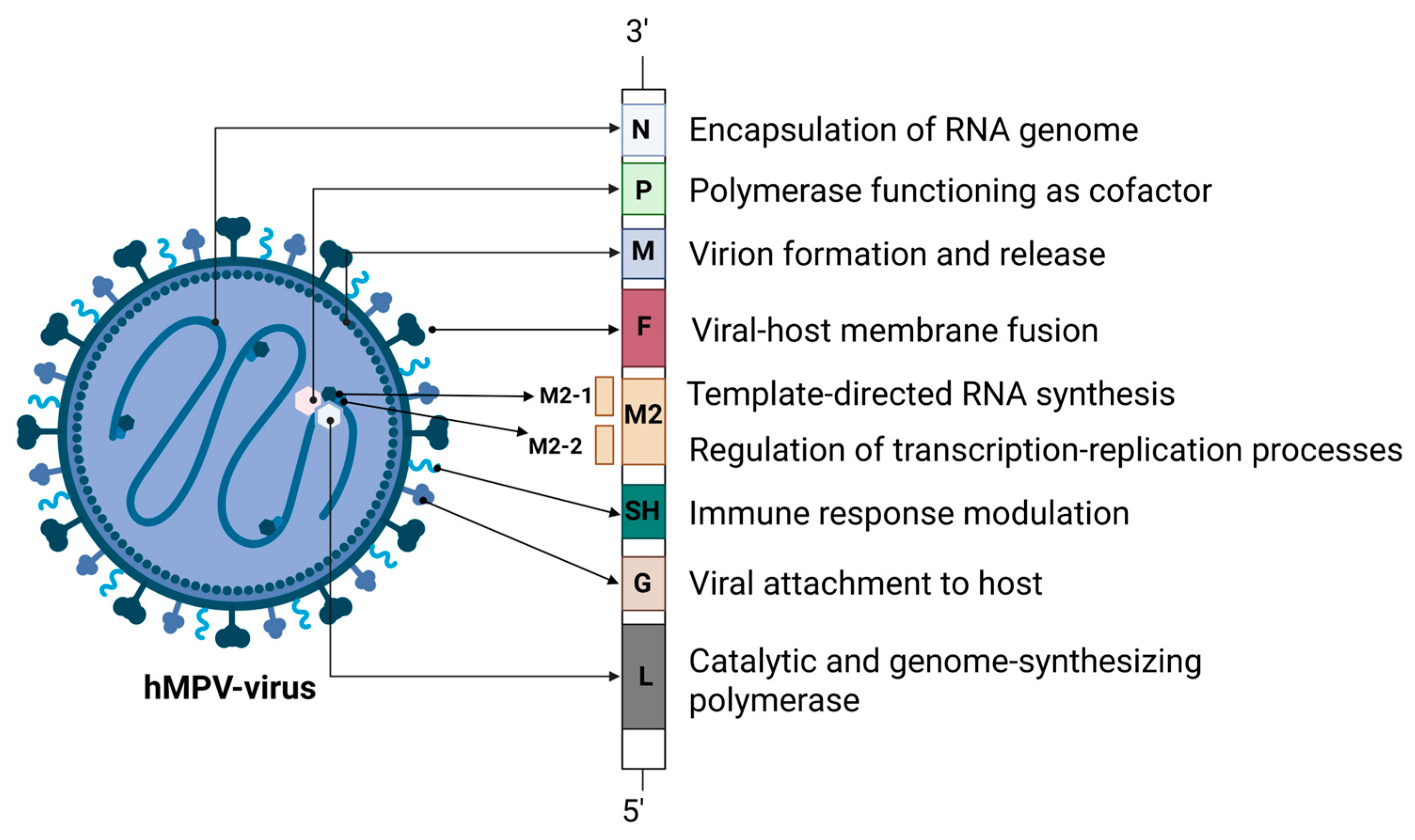 Microorganisms 13 01508 g001