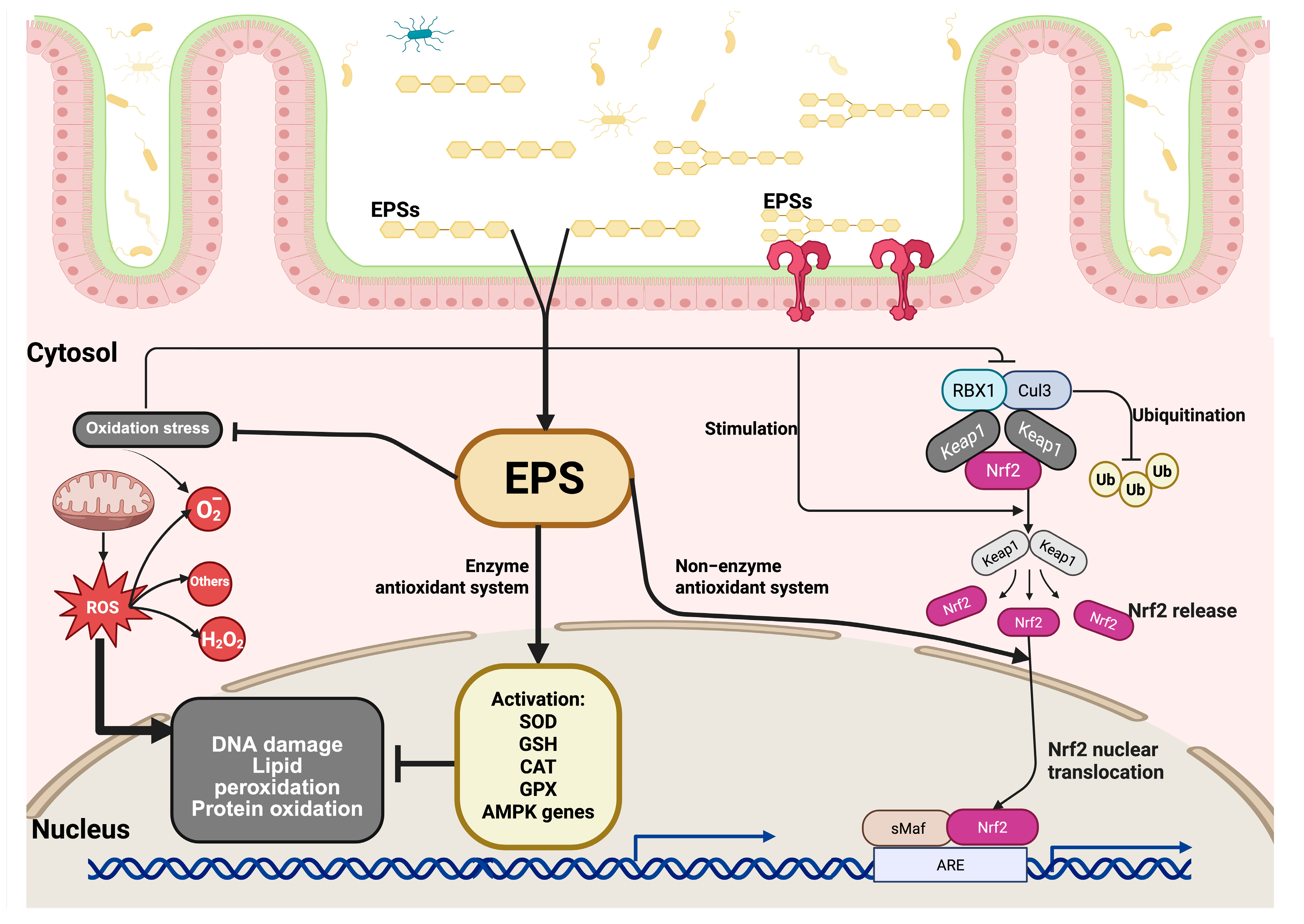 Microorganisms 13 01522 g002 Microorganisms 13 01522 g002