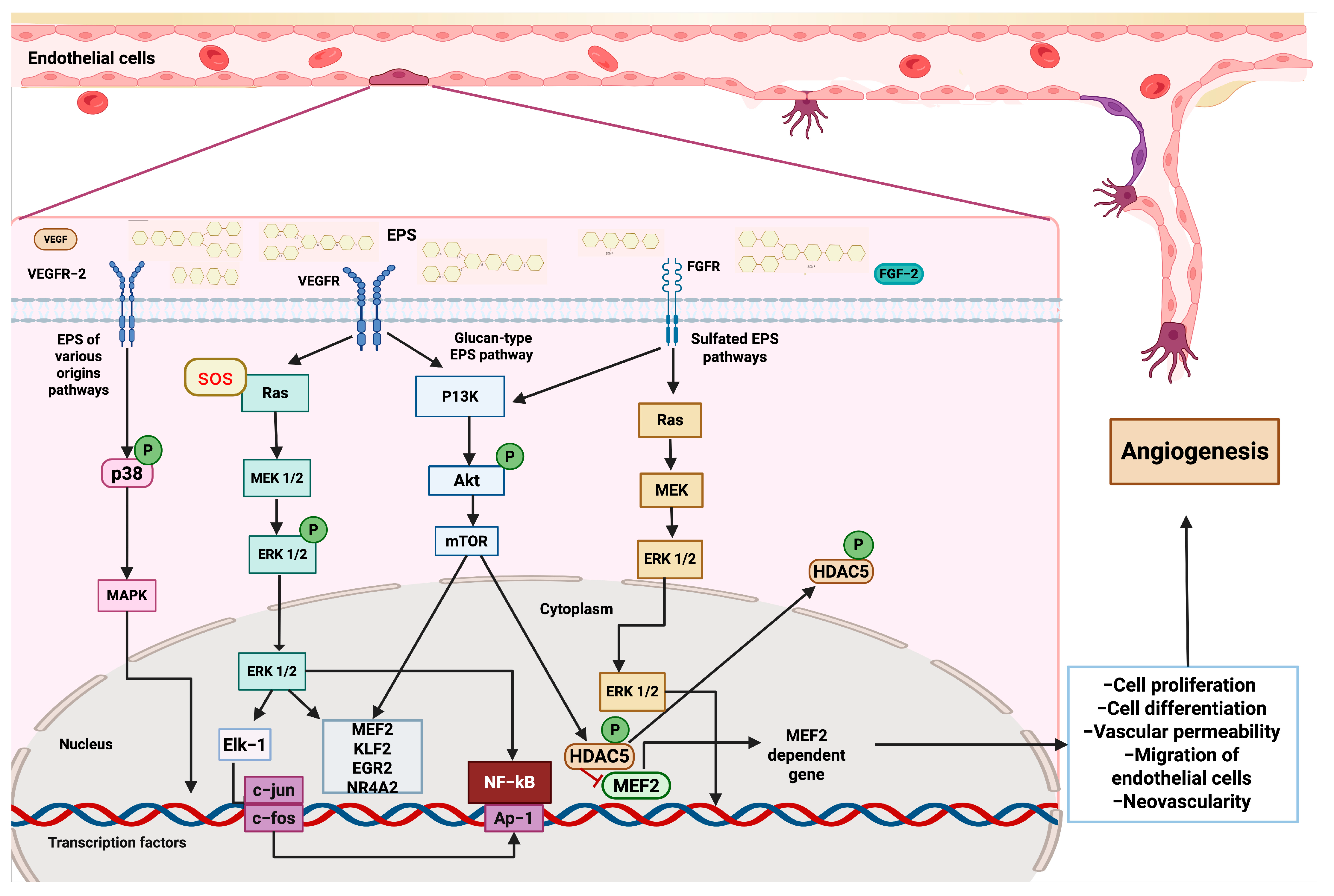 Microorganisms 13 01522 g003 Microorganisms 13 01522 g003