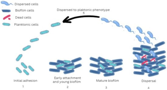 Microorganisms 13 01527 g001
