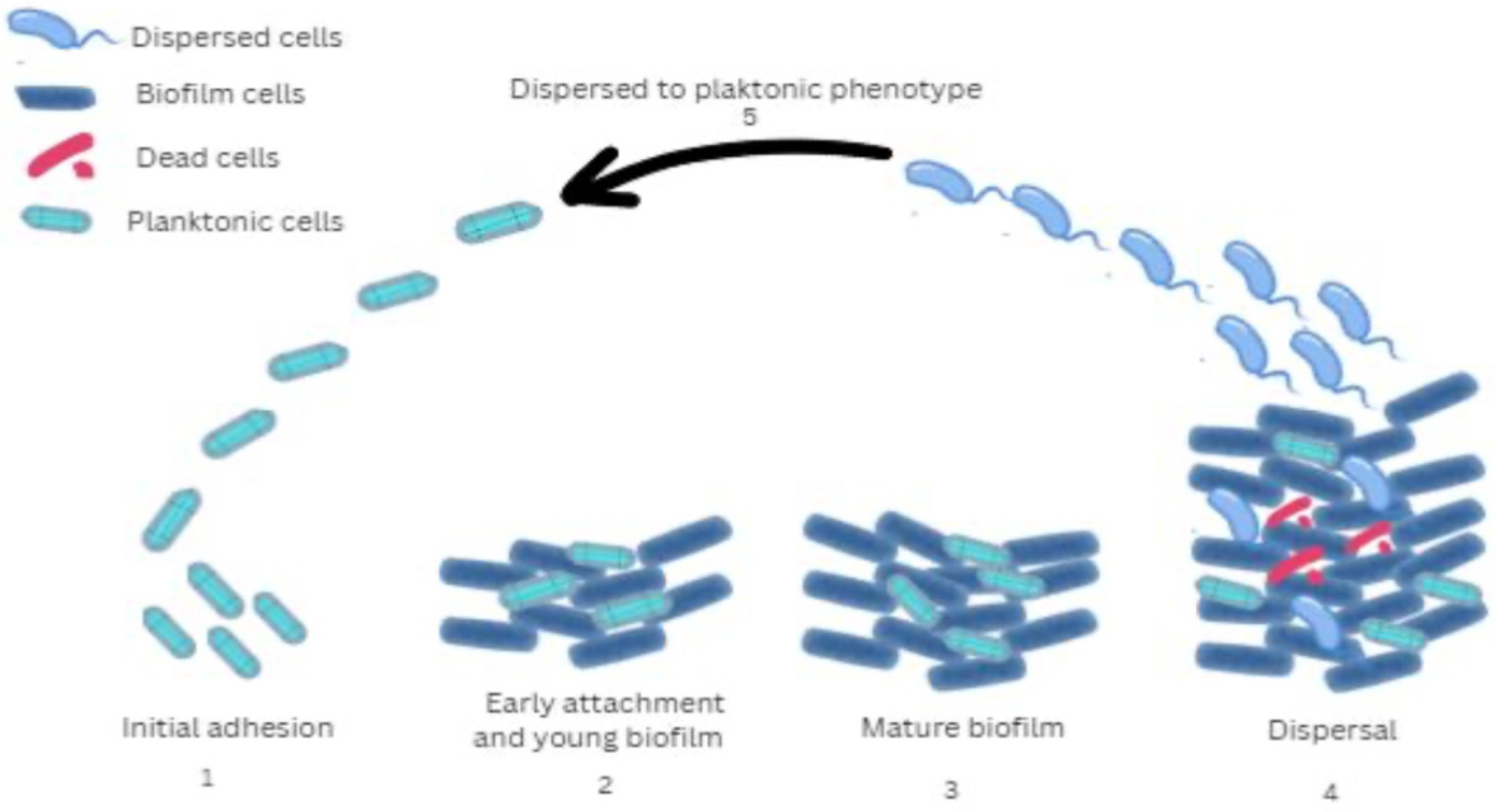 Microorganisms 13 01527 g001