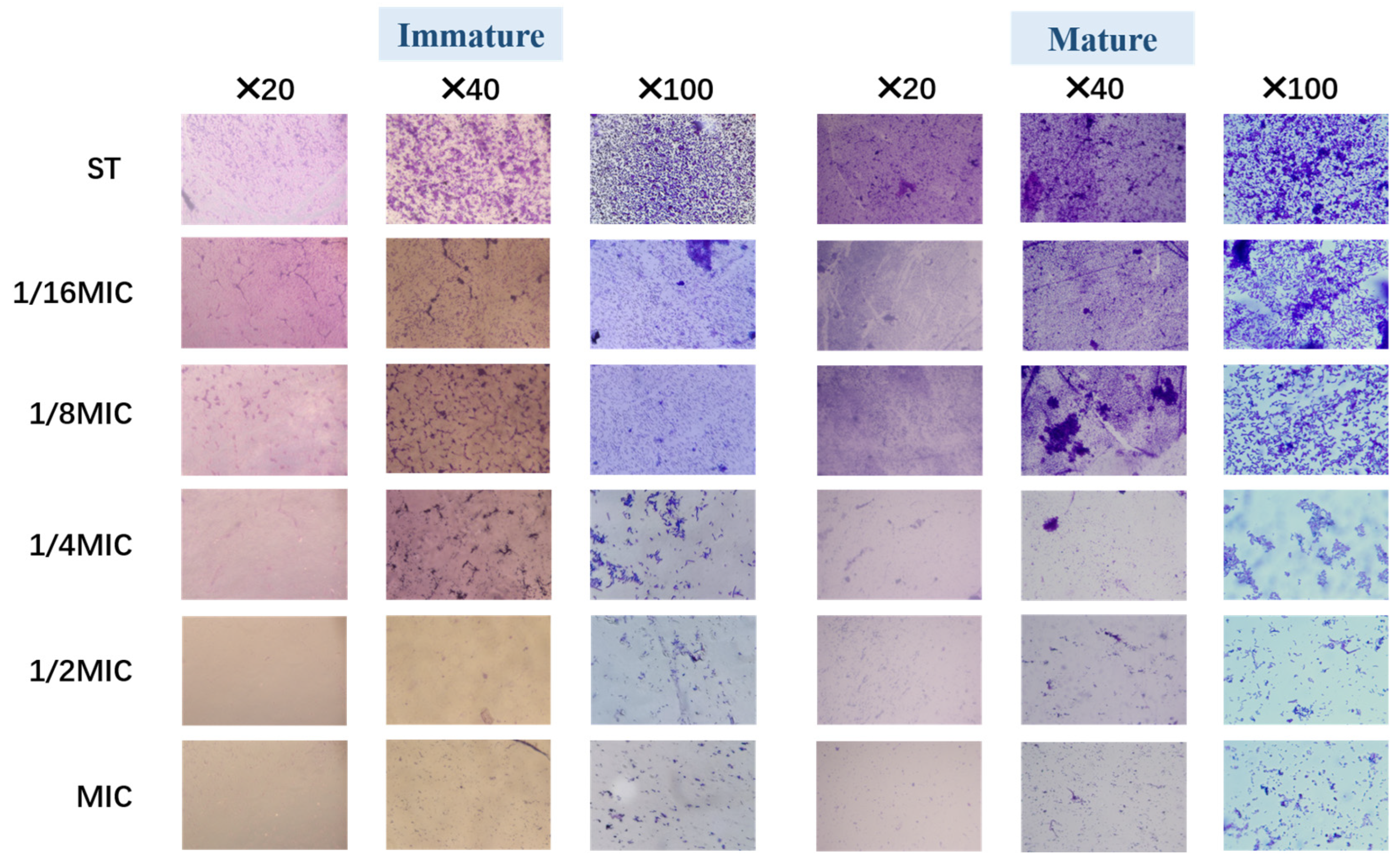 Microorganisms 13 01540 g004