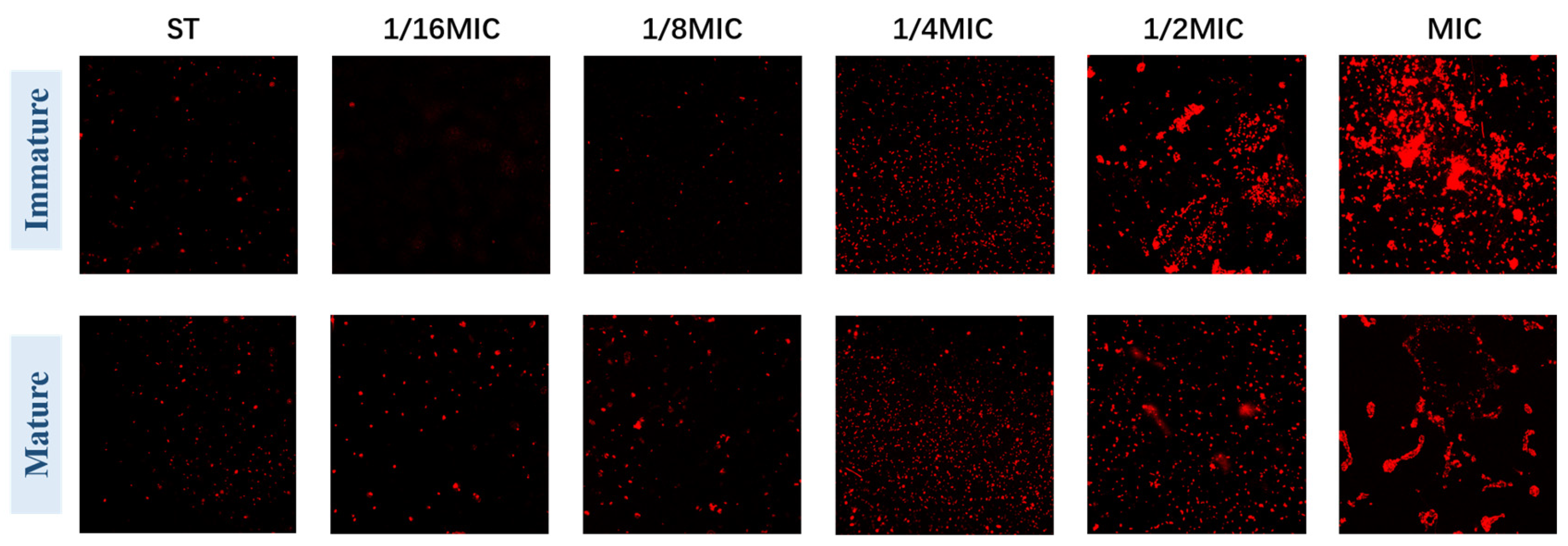 Microorganisms 13 01540 g005