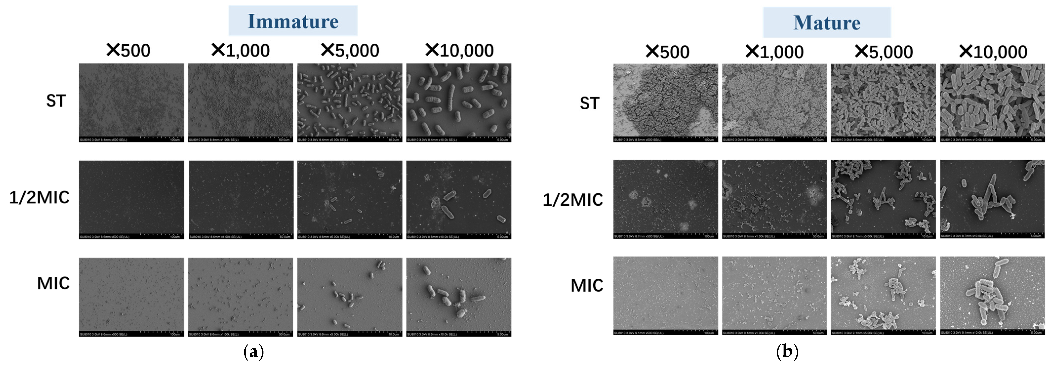 Microorganisms 13 01540 g006