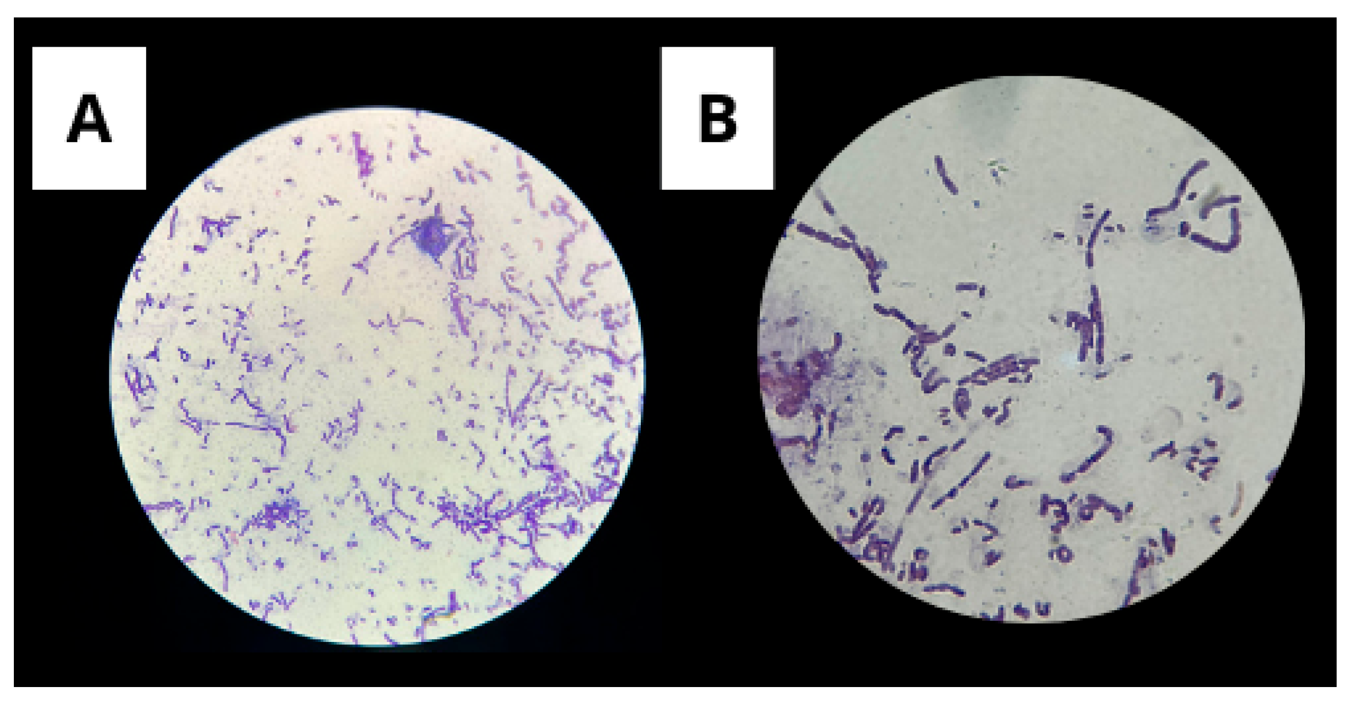 Microorganisms 13 01548 g002