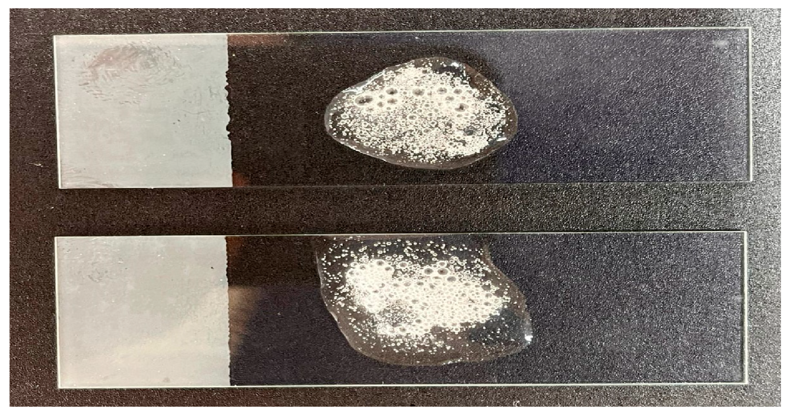 Microorganisms 13 01548 g004