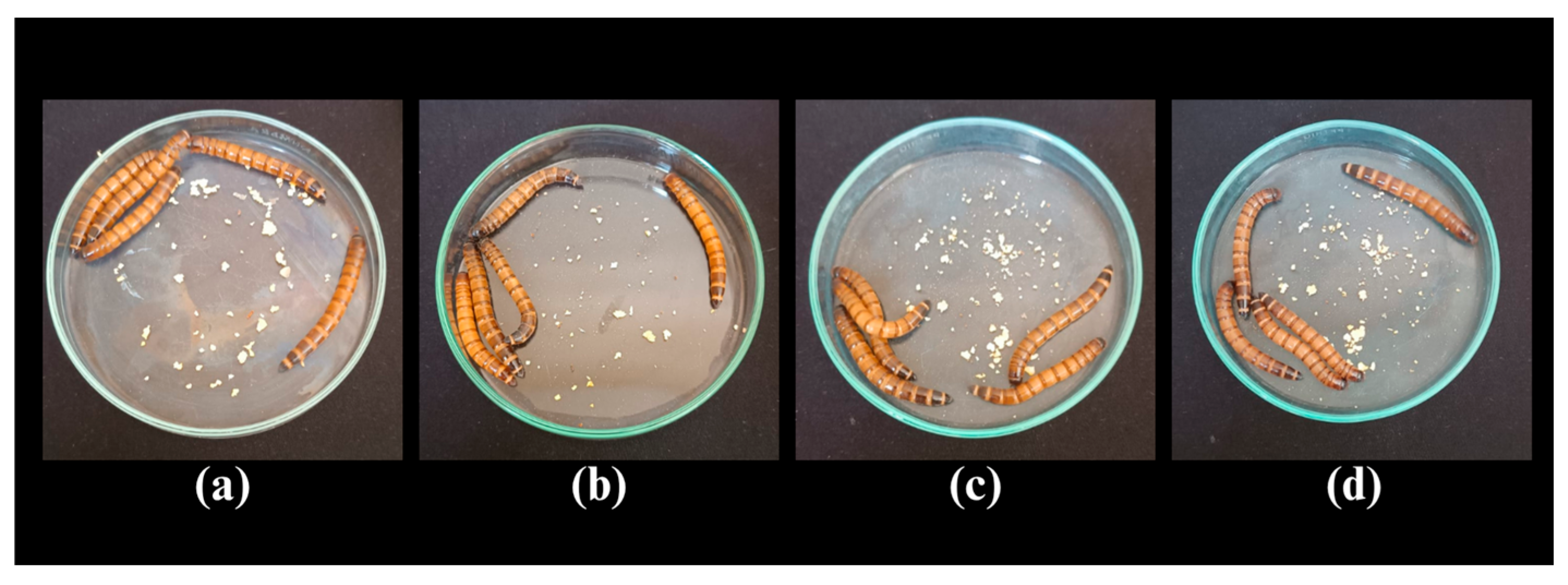 Microorganisms 13 01548 g011