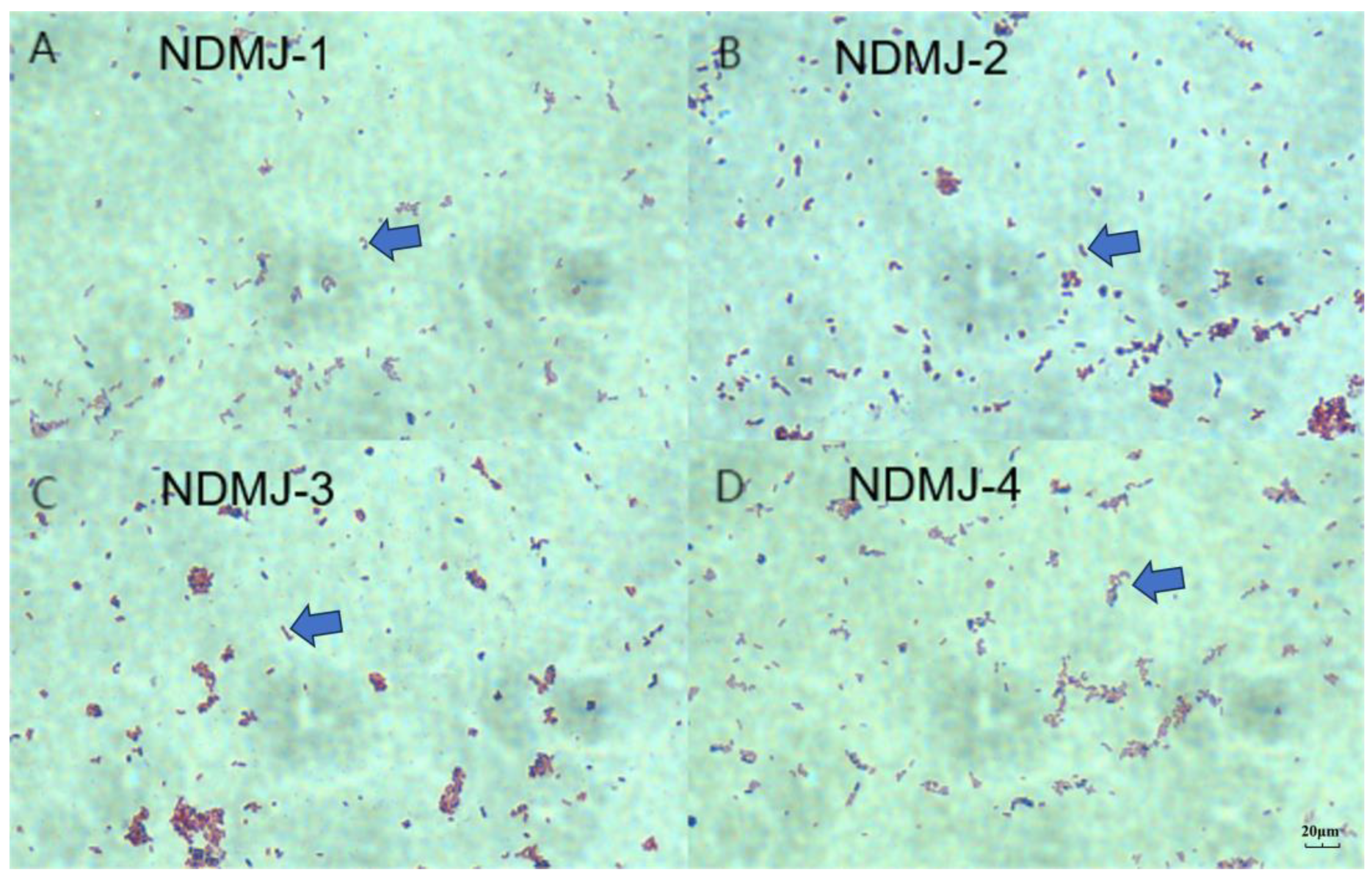 Microorganisms 13 01554 g001 Microorganisms 13 01554 g001