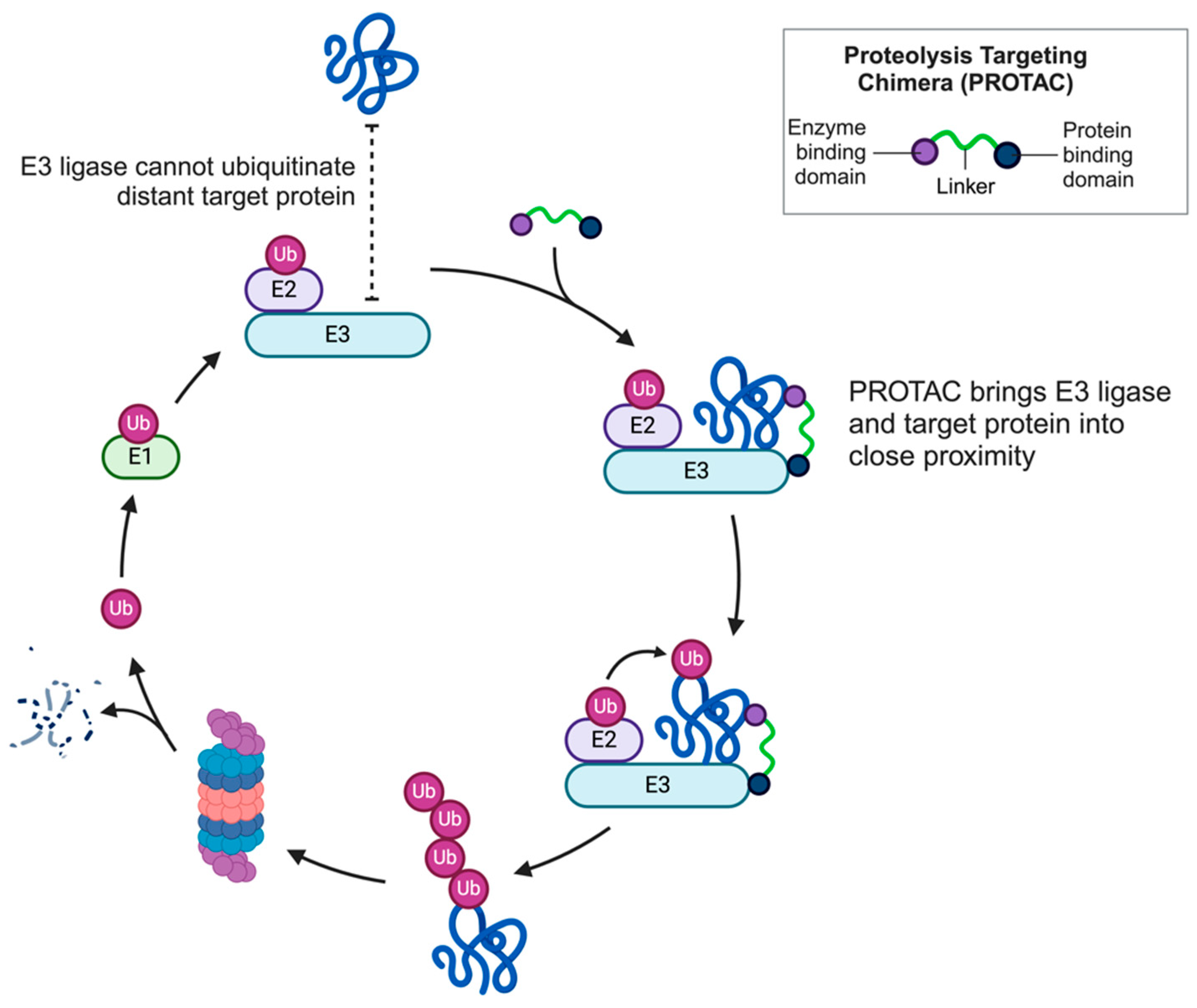Microorganisms 13 01557 g001
