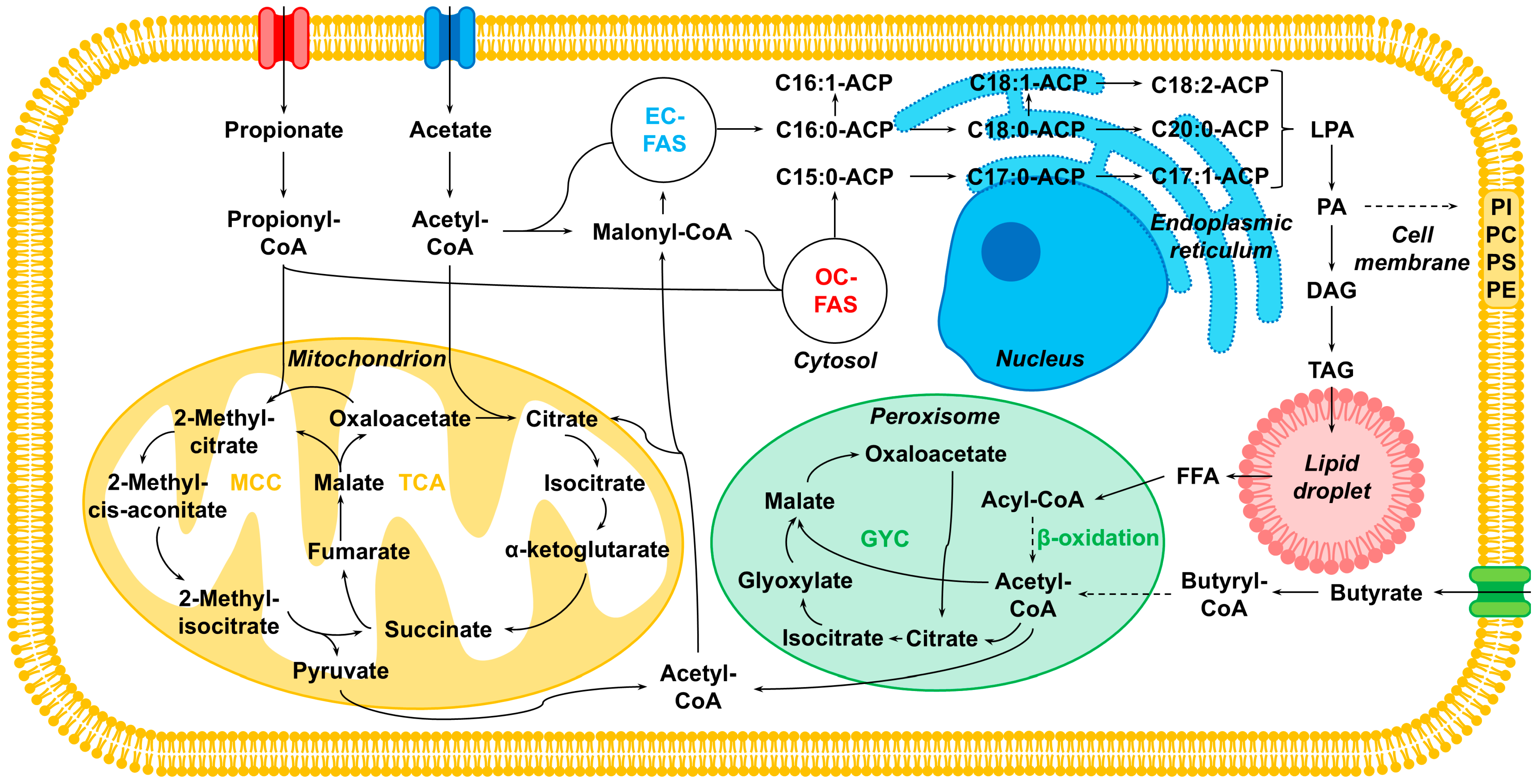 Microorganisms 13 01558 g004