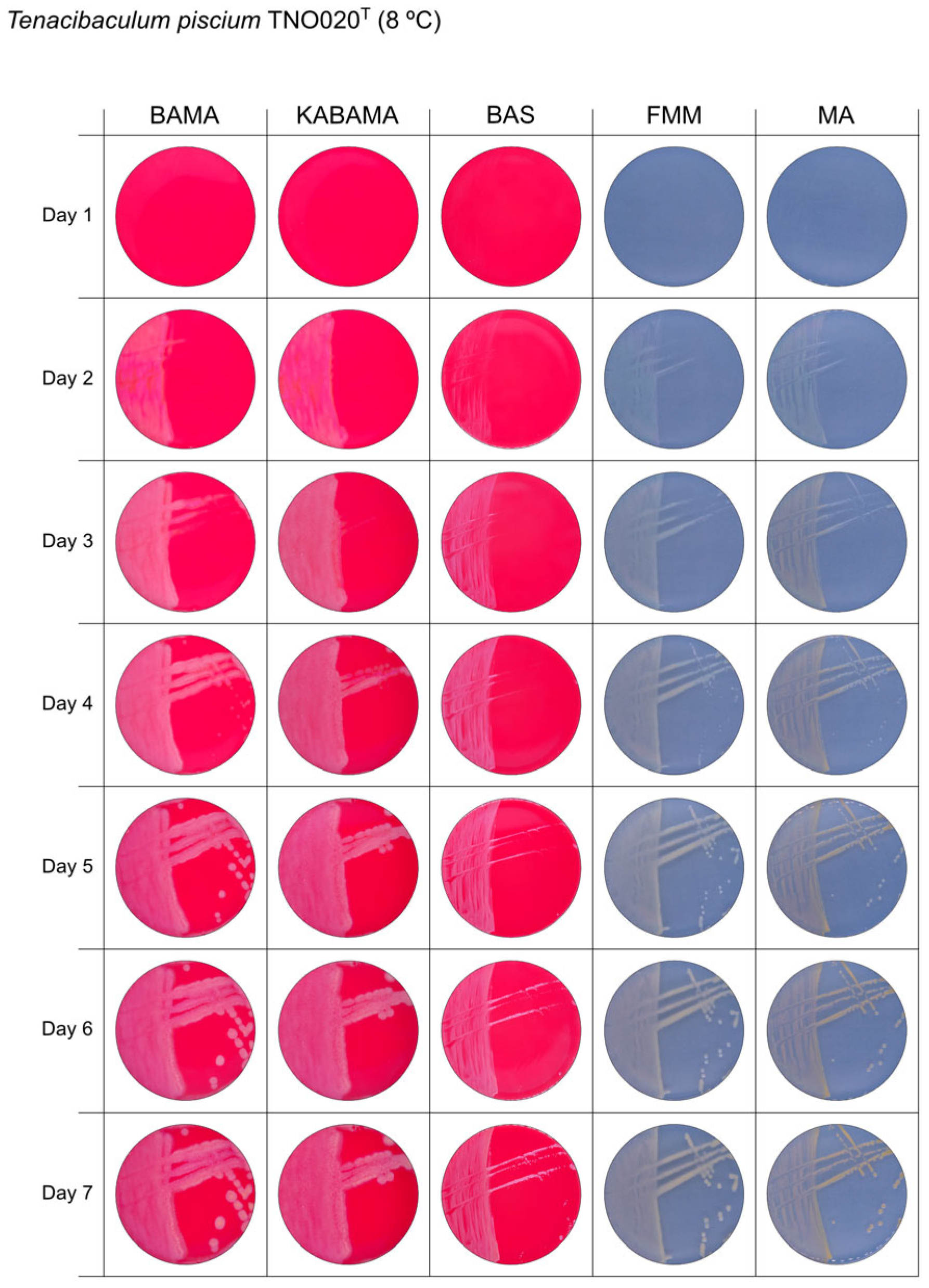 Microorganisms 13 01567 g010