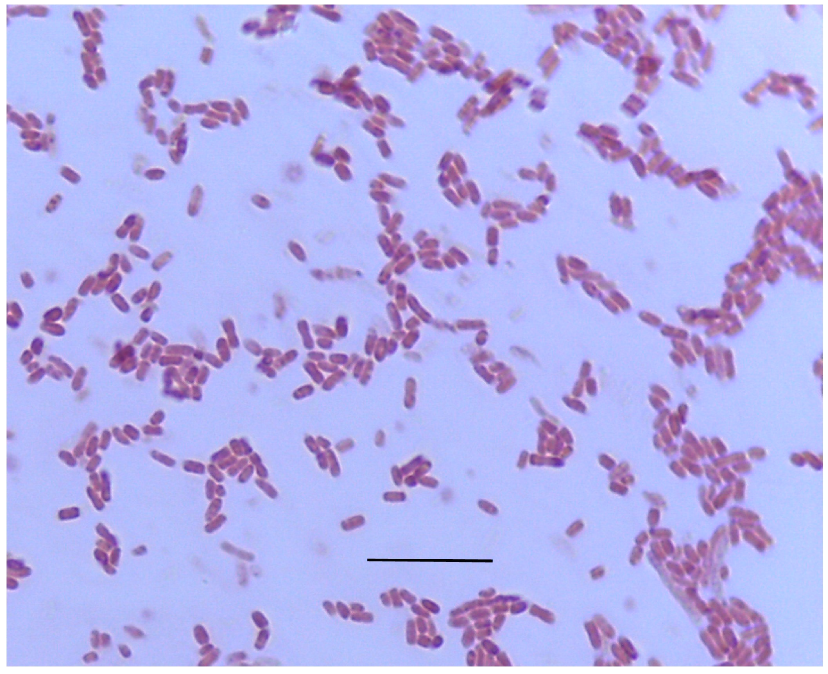 Microorganisms 13 01568 g001