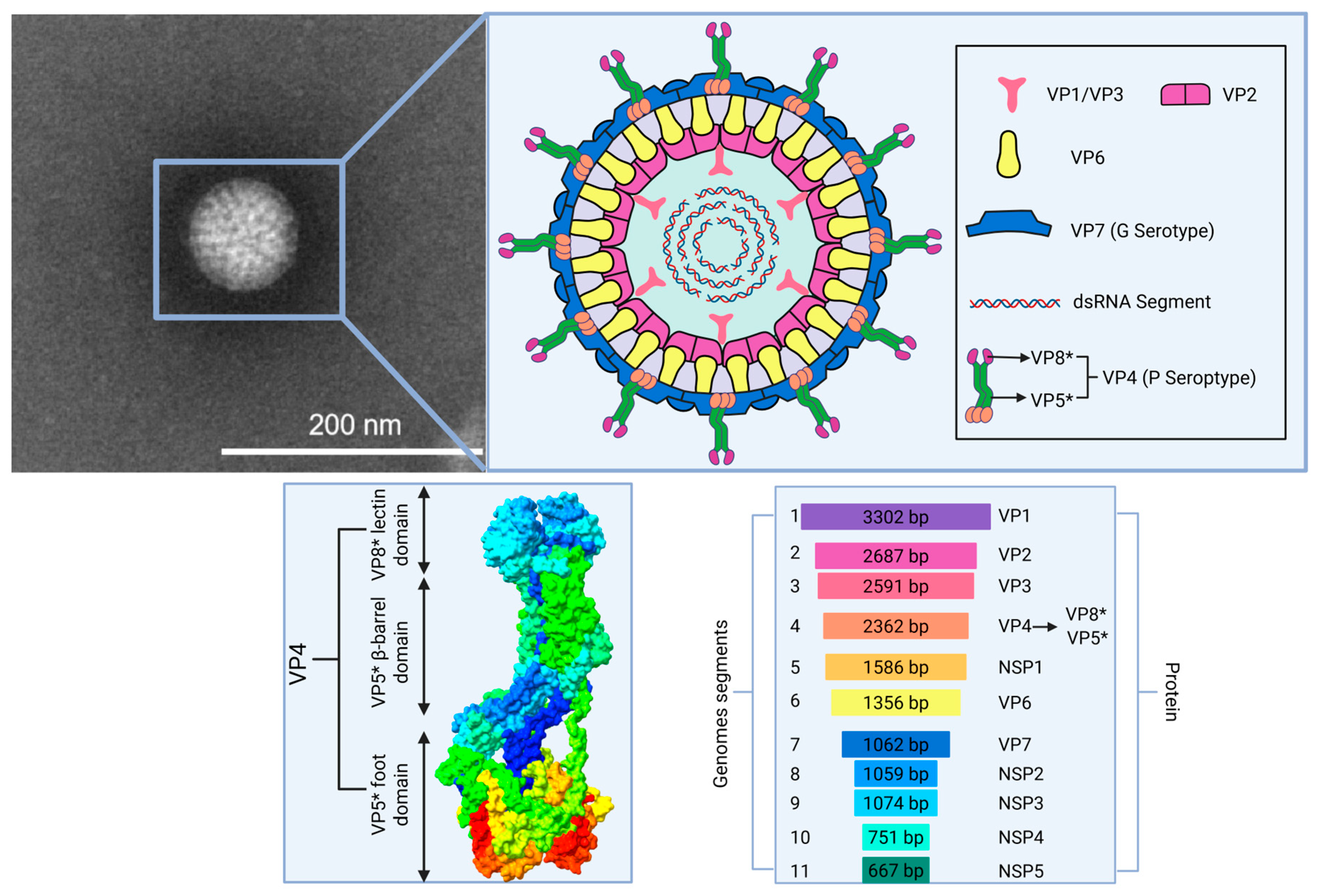 Microorganisms 13 01579 g001