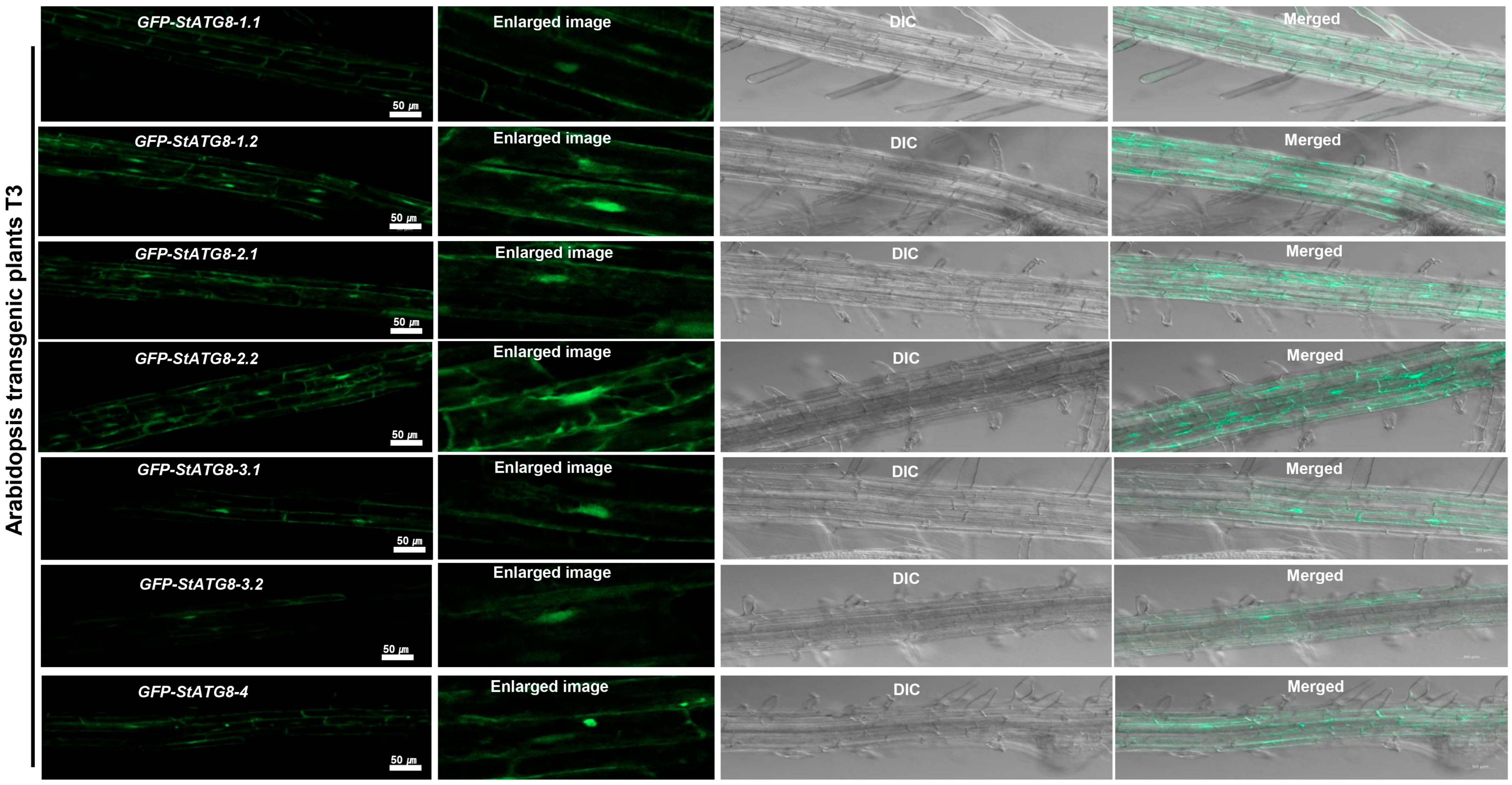 Microorganisms 13 01589 g002