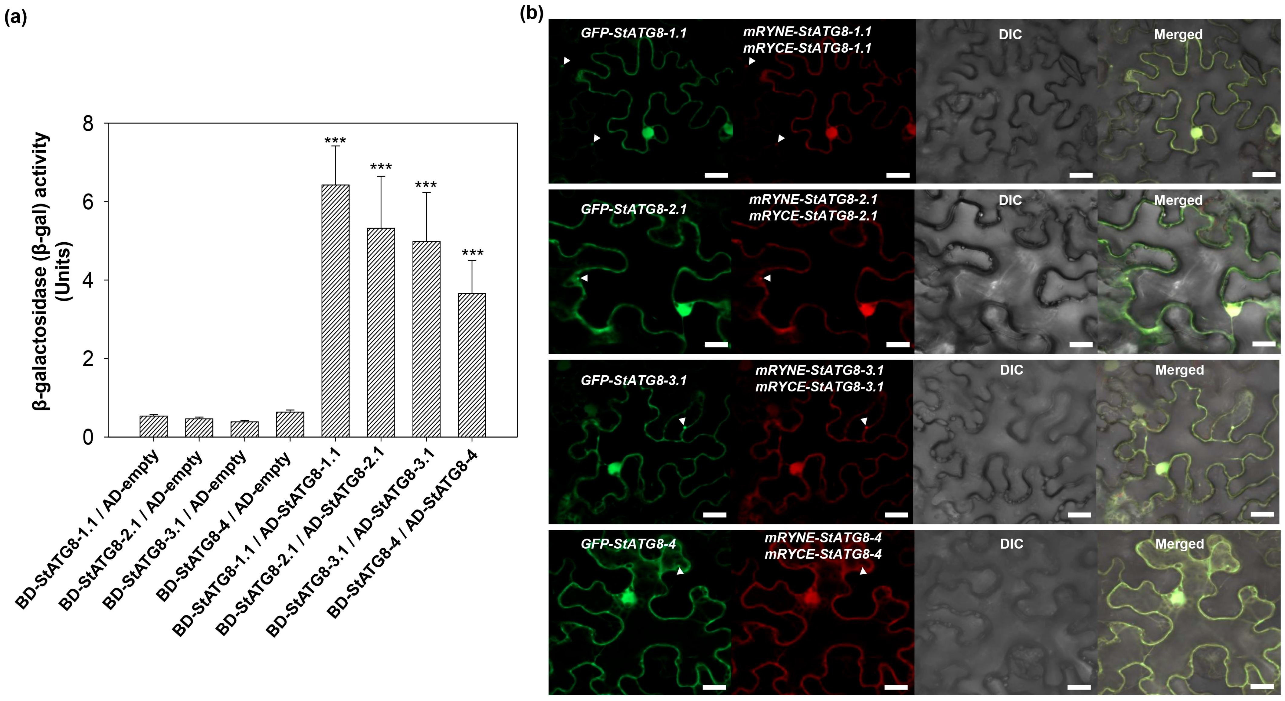 Microorganisms 13 01589 g003