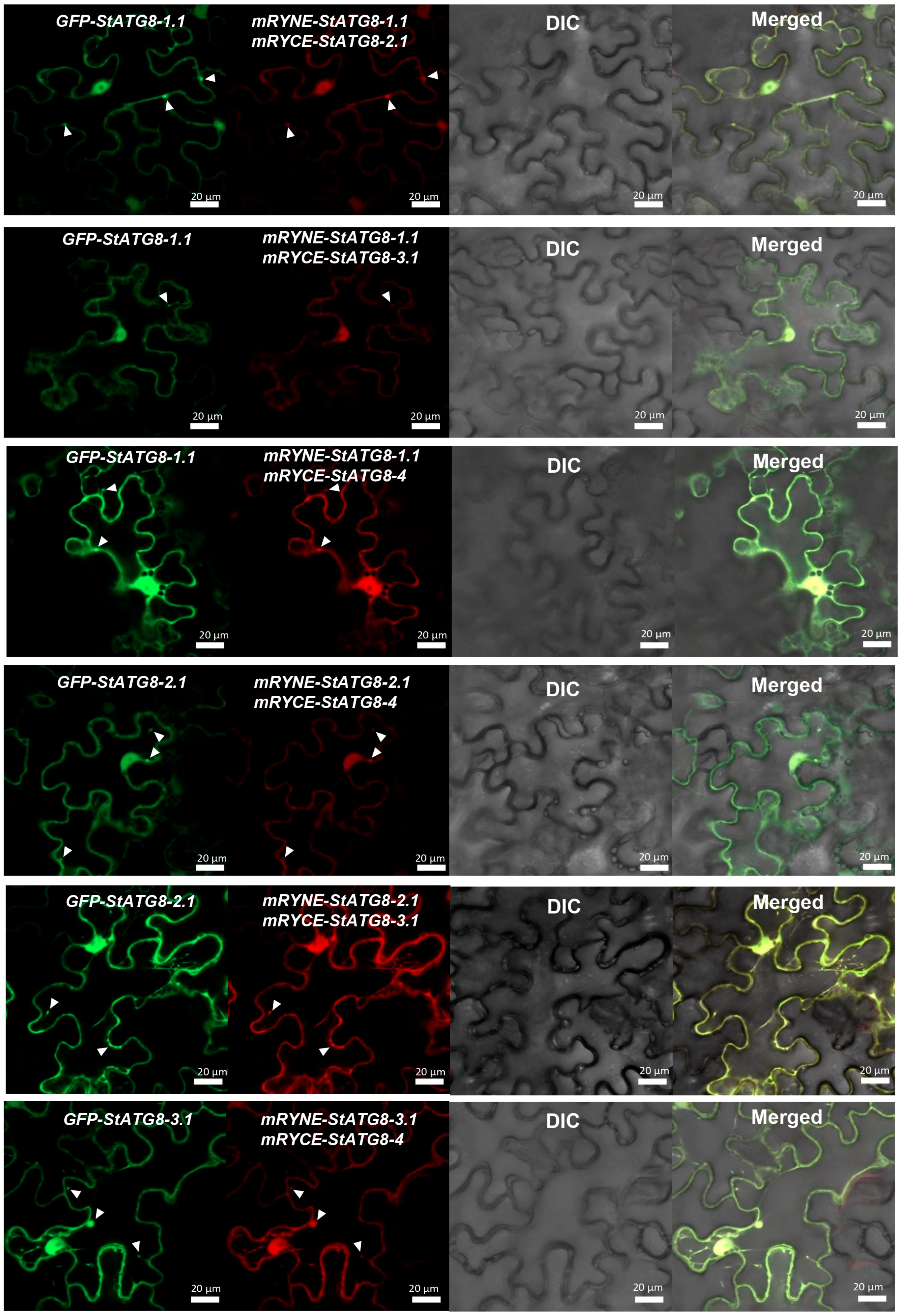Microorganisms 13 01589 g004