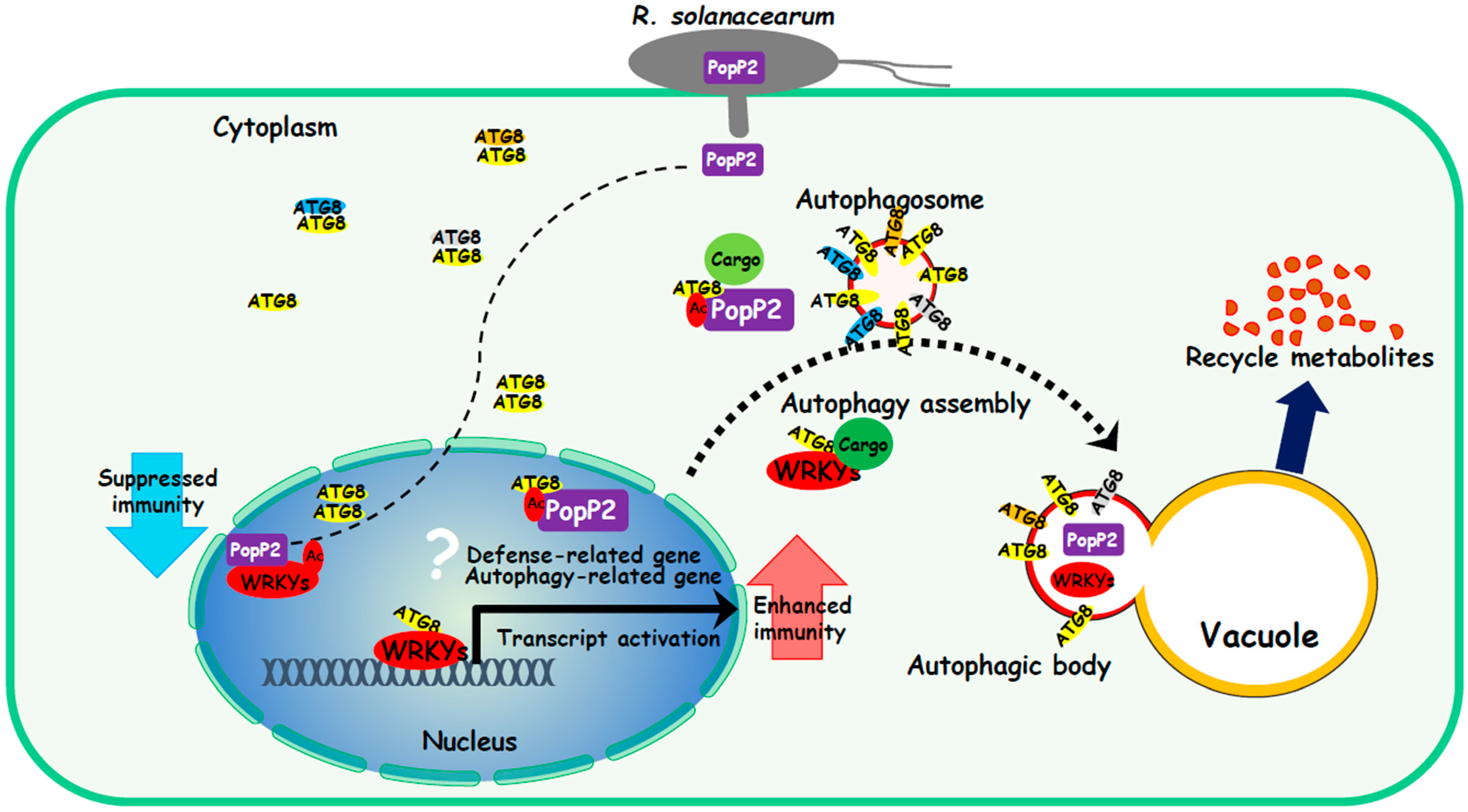 Microorganisms 13 01589 g007