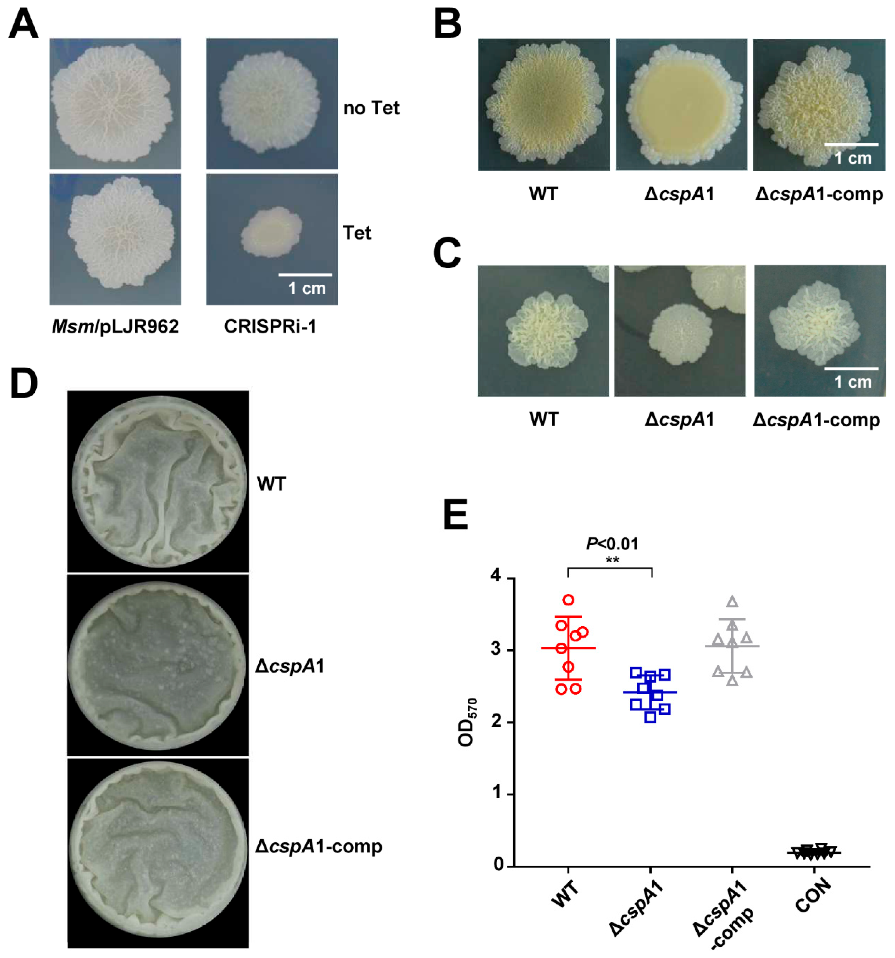 Microorganisms 13 01597 g002 Microorganisms 13 01597 g002
