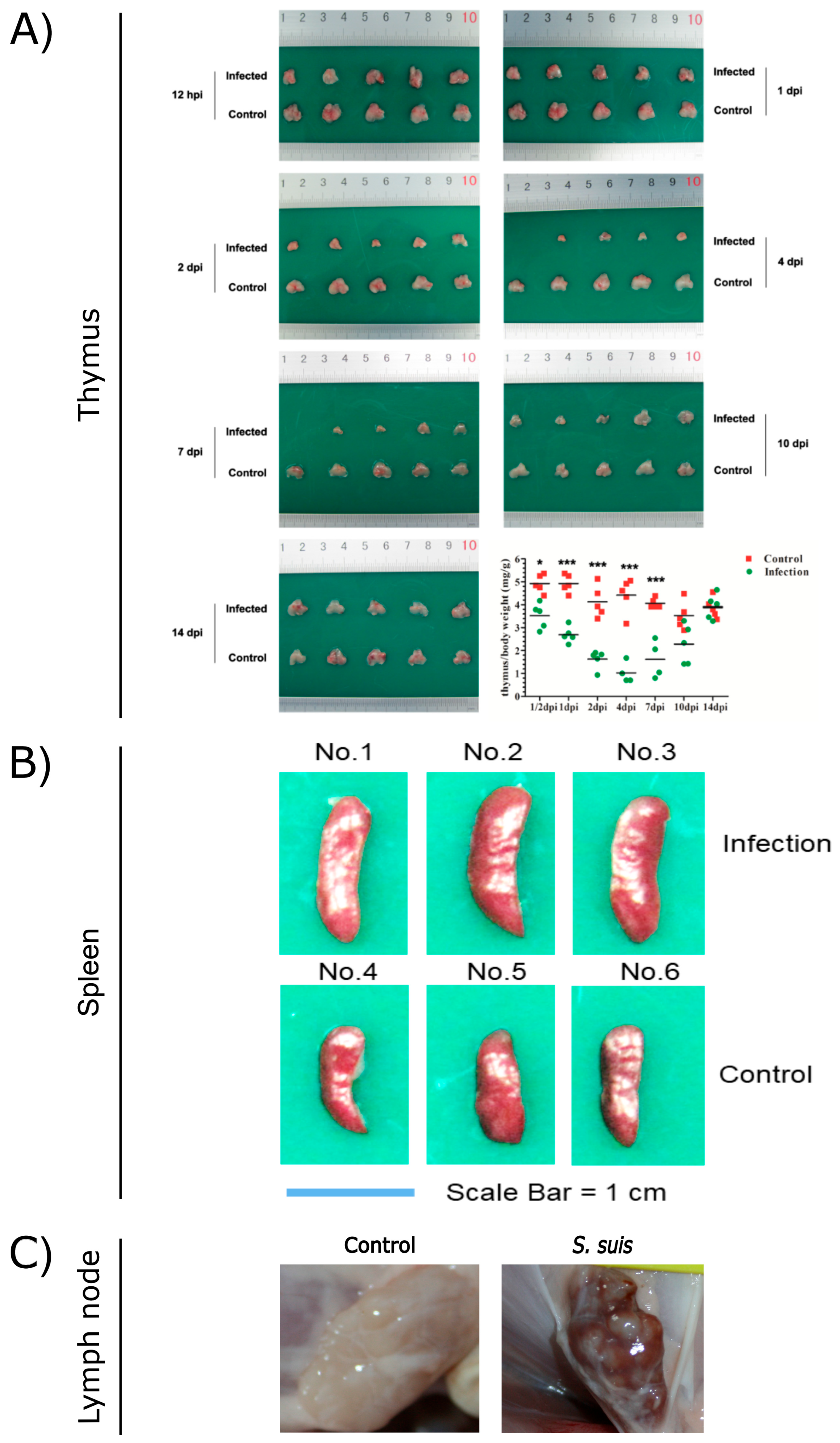 Microorganisms 13 01613 g001 Microorganisms 13 01613 g001