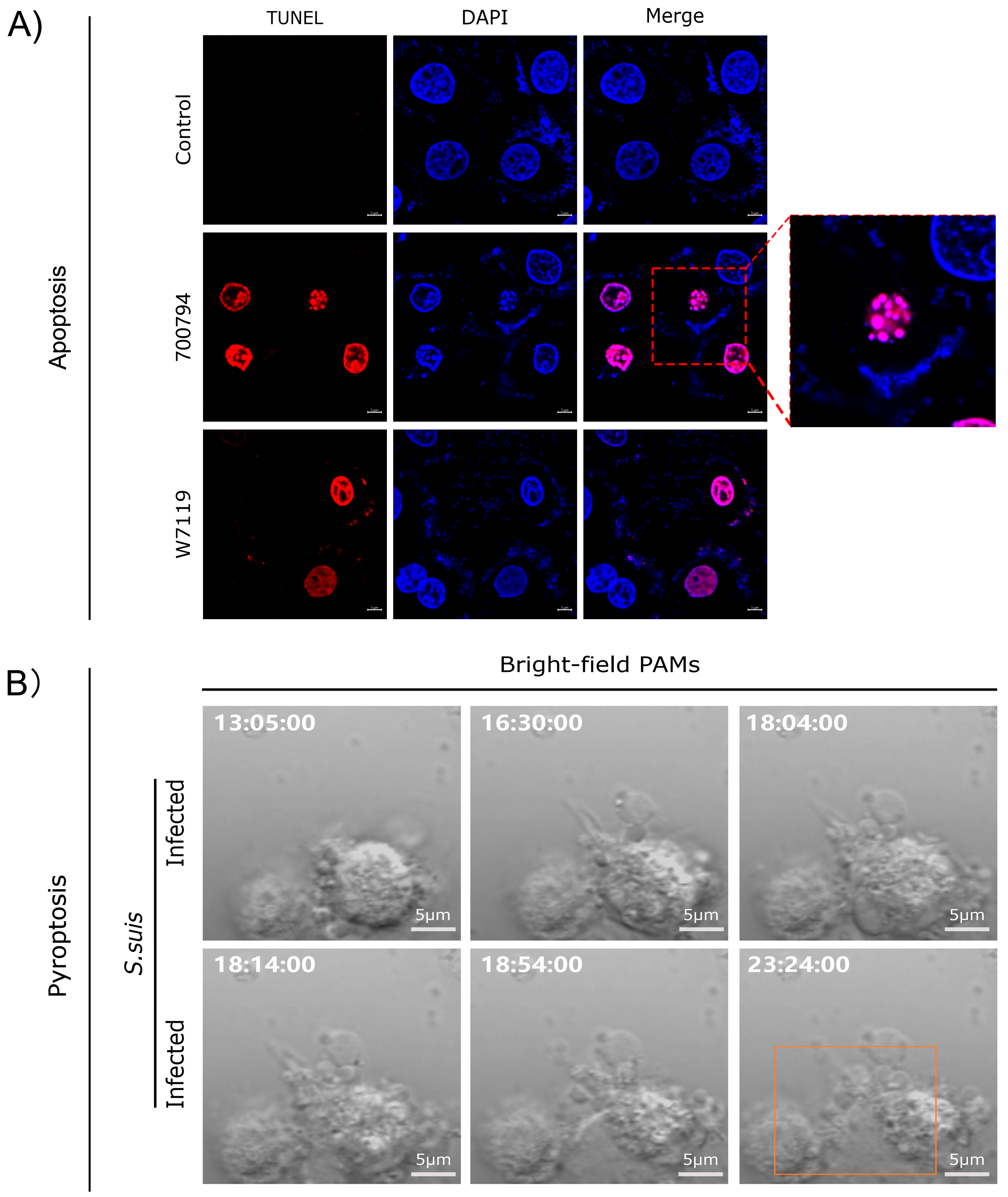 Microorganisms 13 01613 g002 Microorganisms 13 01613 g002