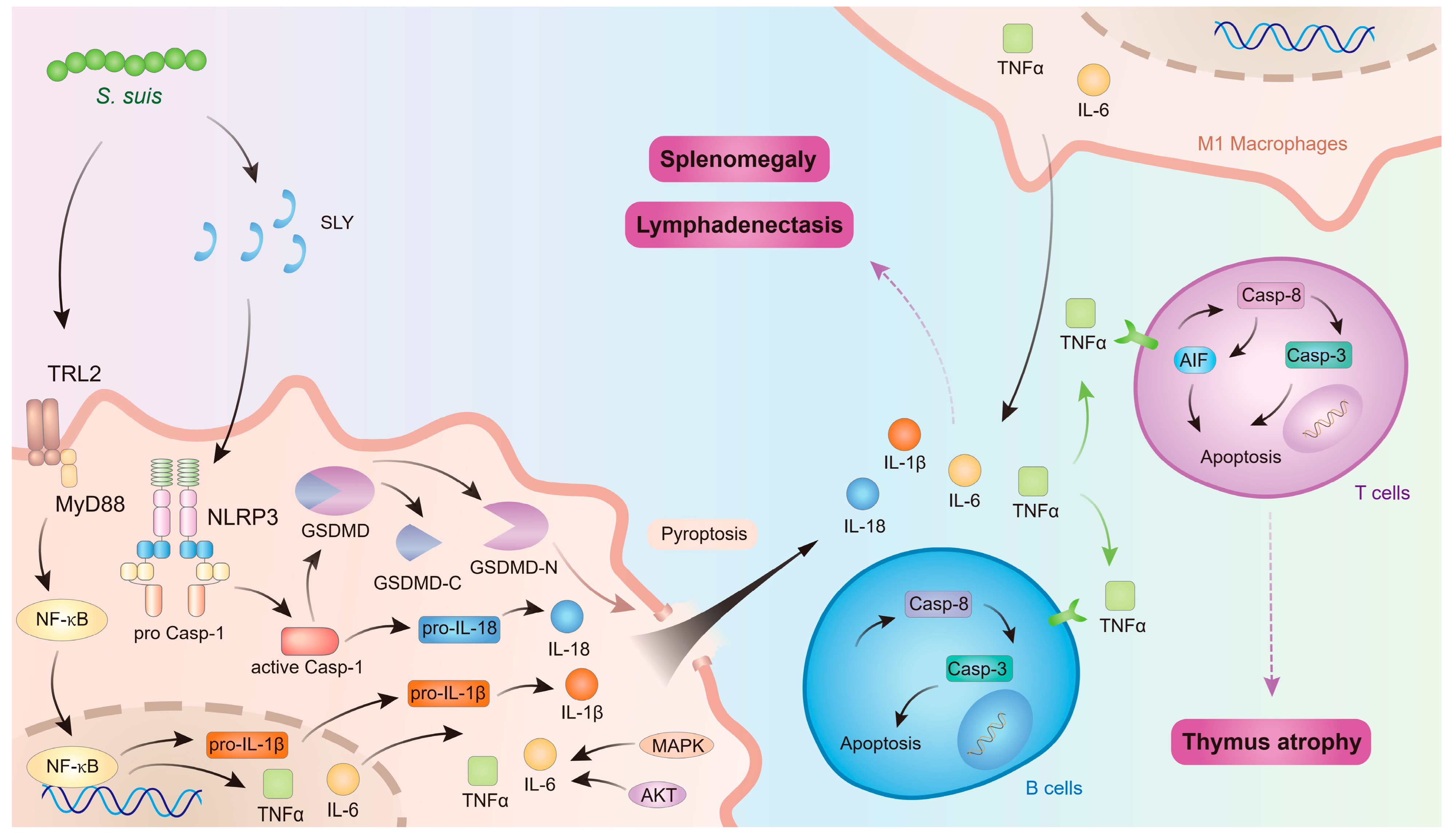 Microorganisms 13 01613 g003 Microorganisms 13 01613 g003