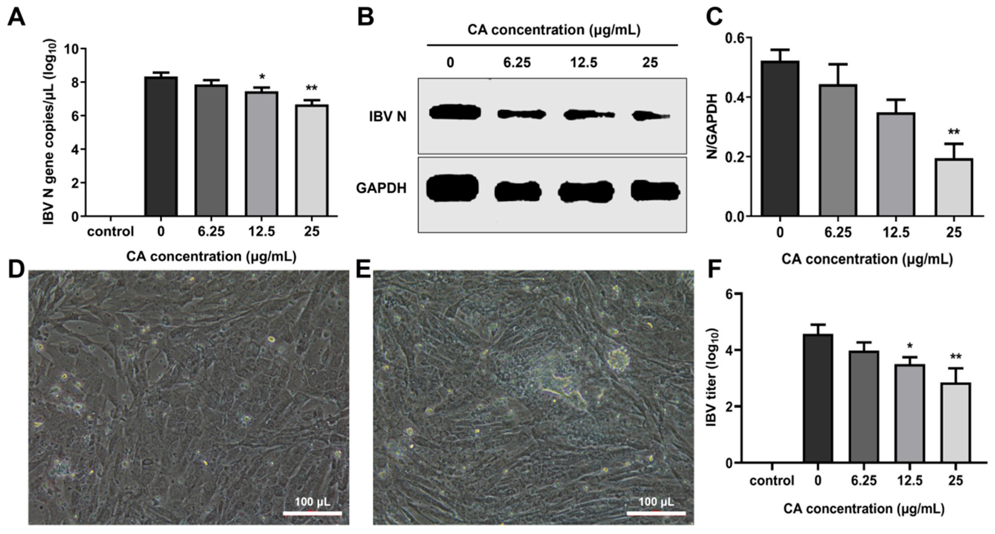 Microorganisms 13 01633 g005