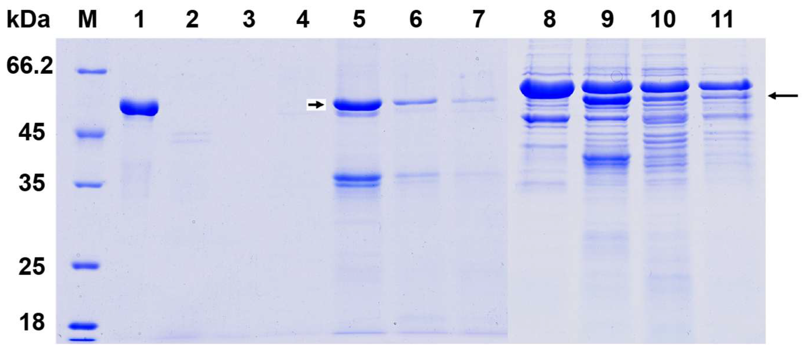 Microorganisms 13 01649 g004
