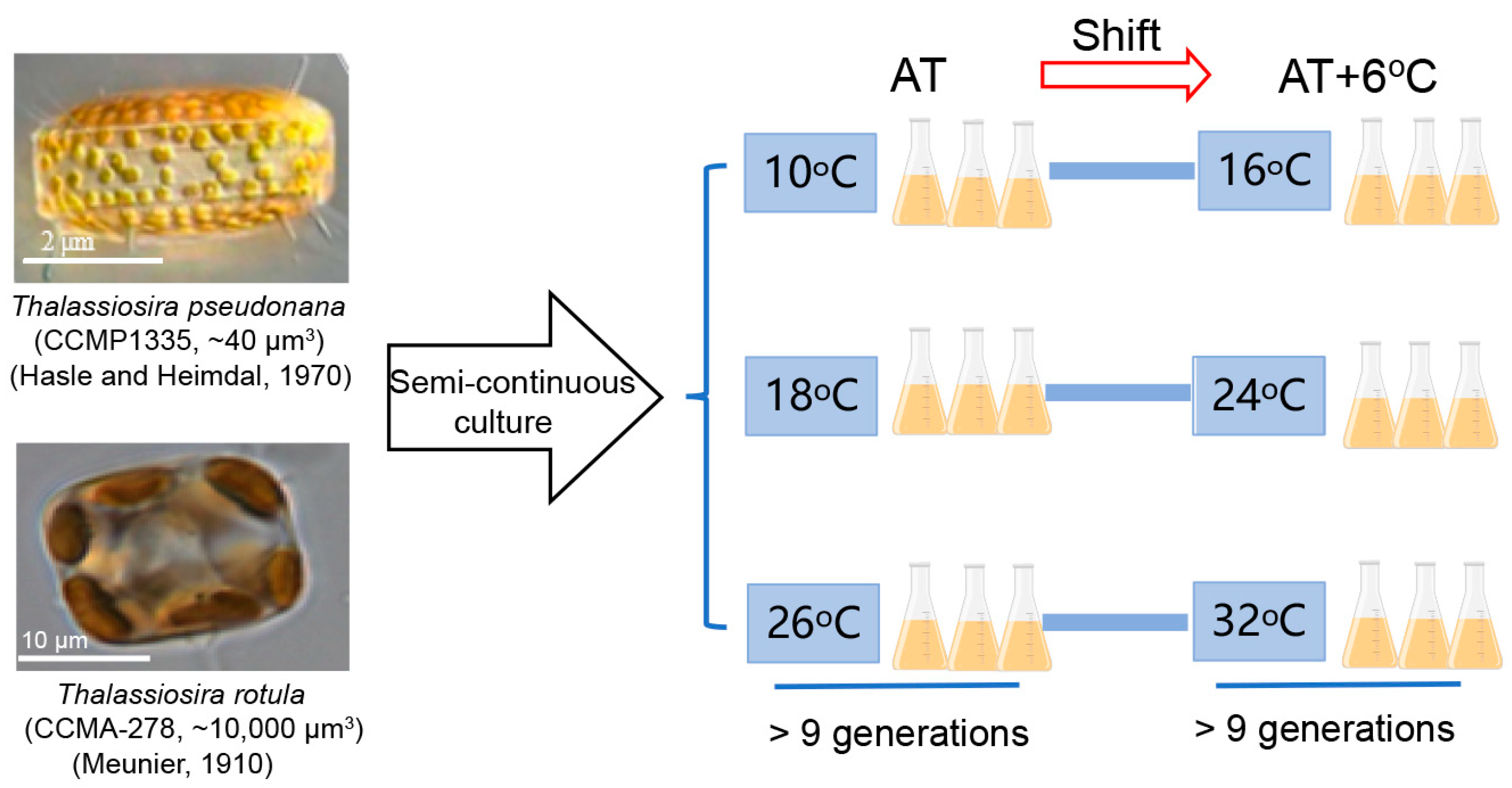 Microorganisms 13 01652 g001