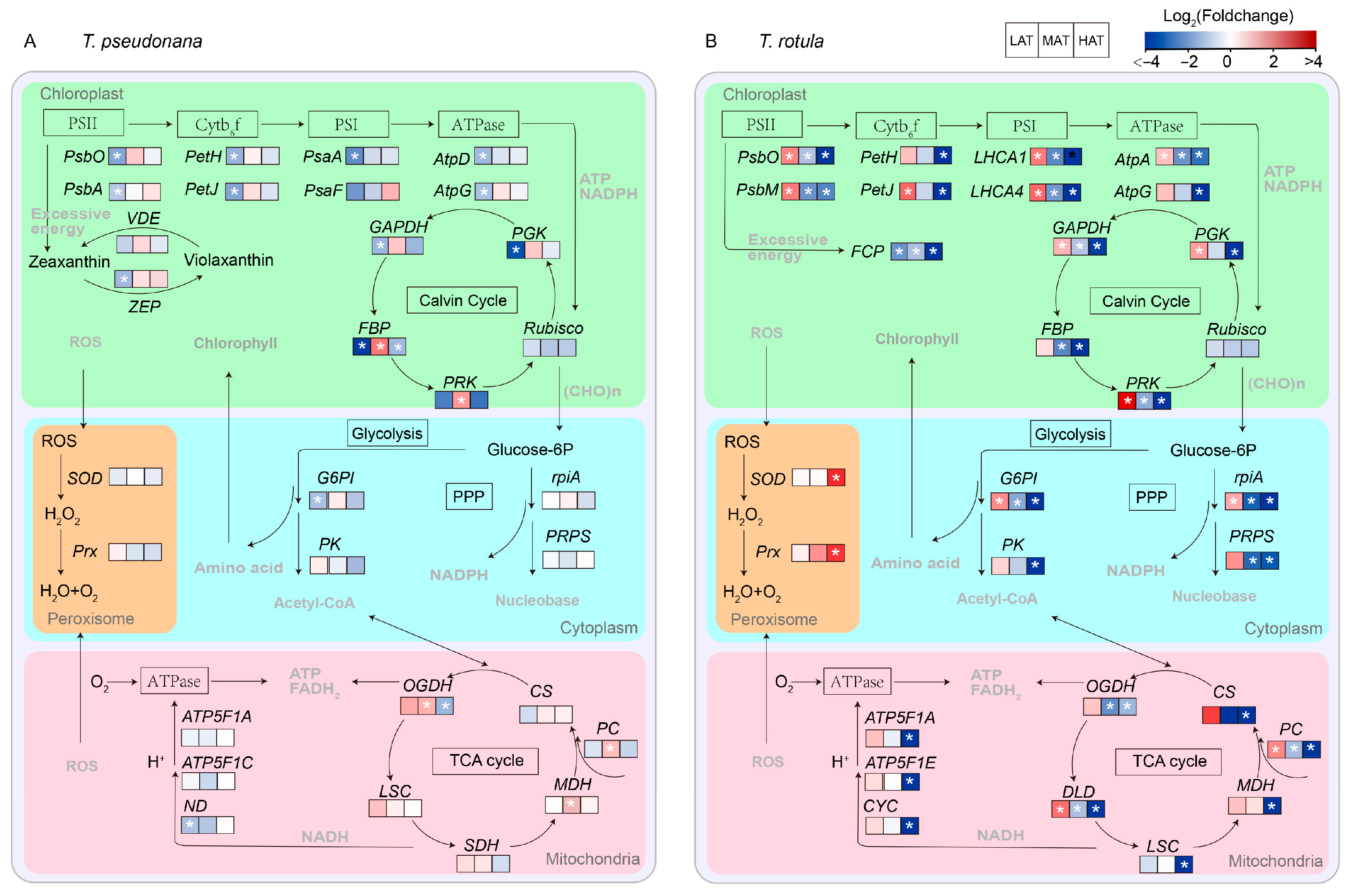Microorganisms 13 01652 g007