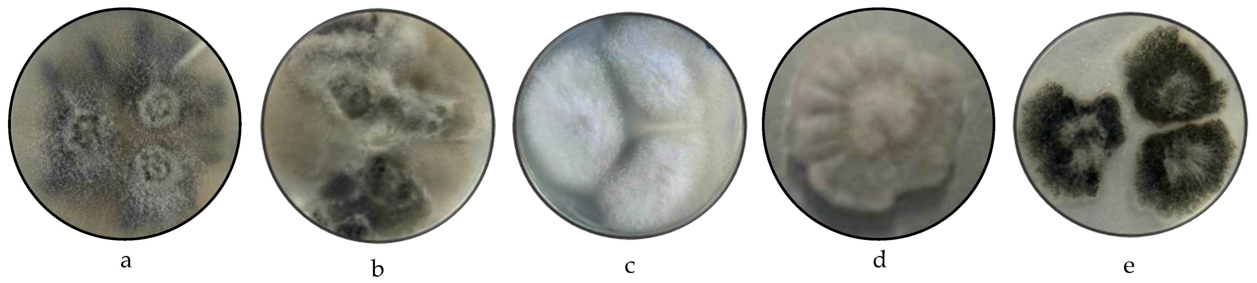 Microorganisms 13 01663 g001a