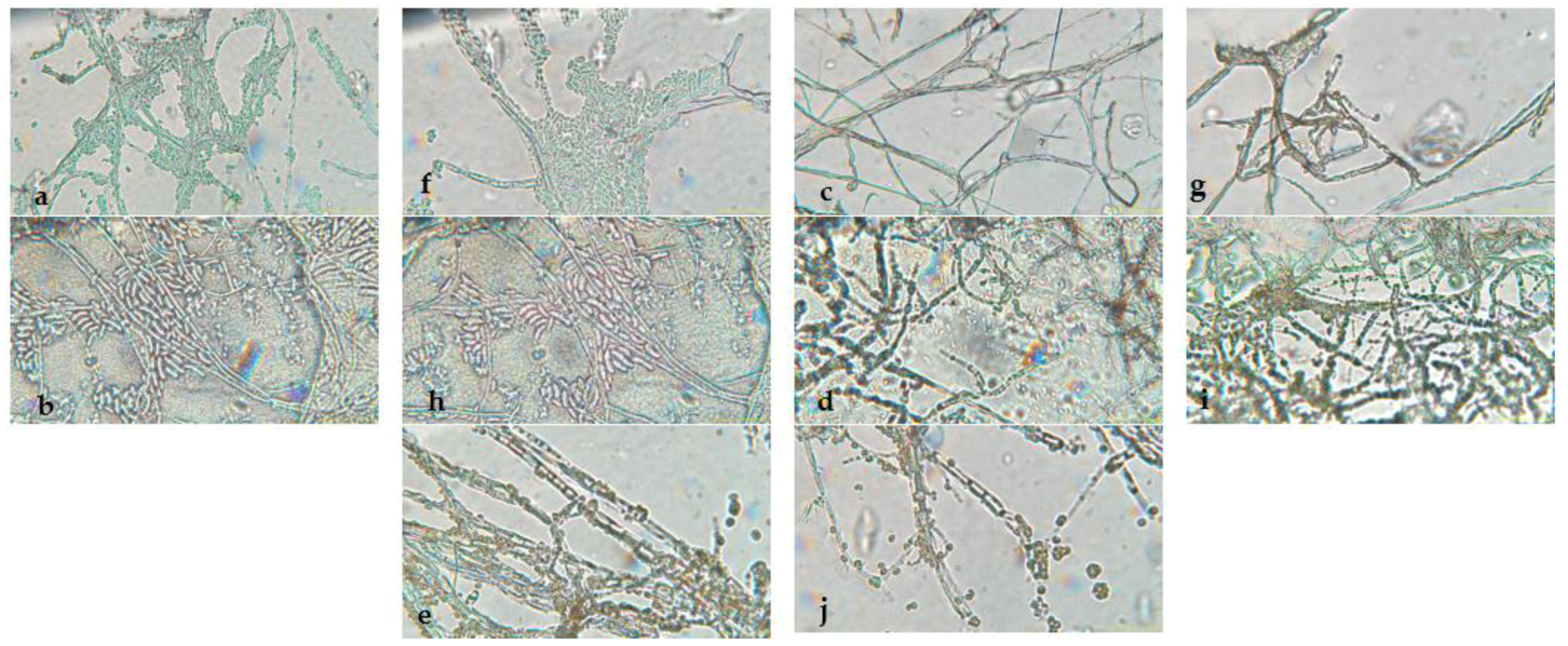 Microorganisms 13 01663 g002