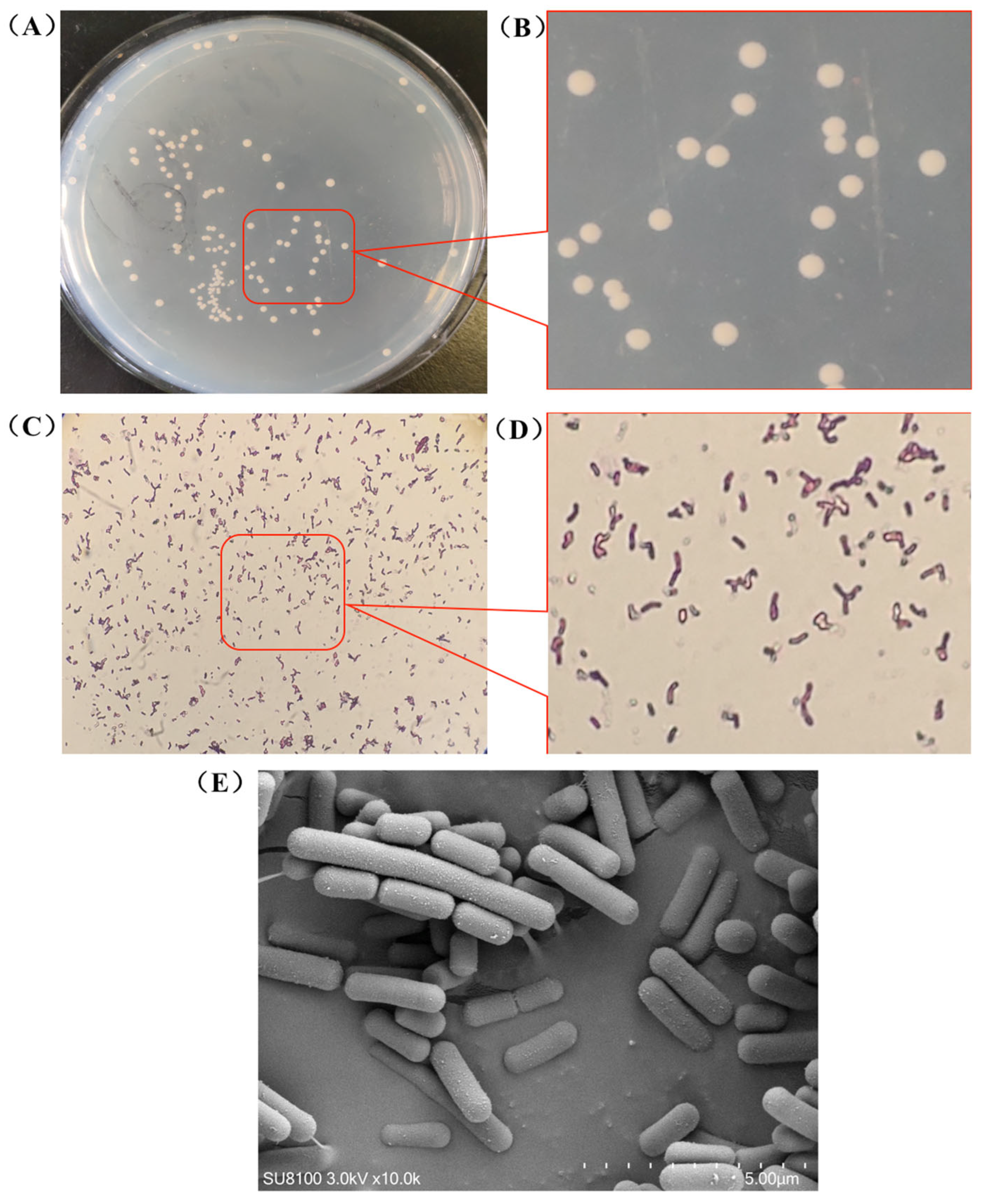 Microorganisms 13 01666 g001