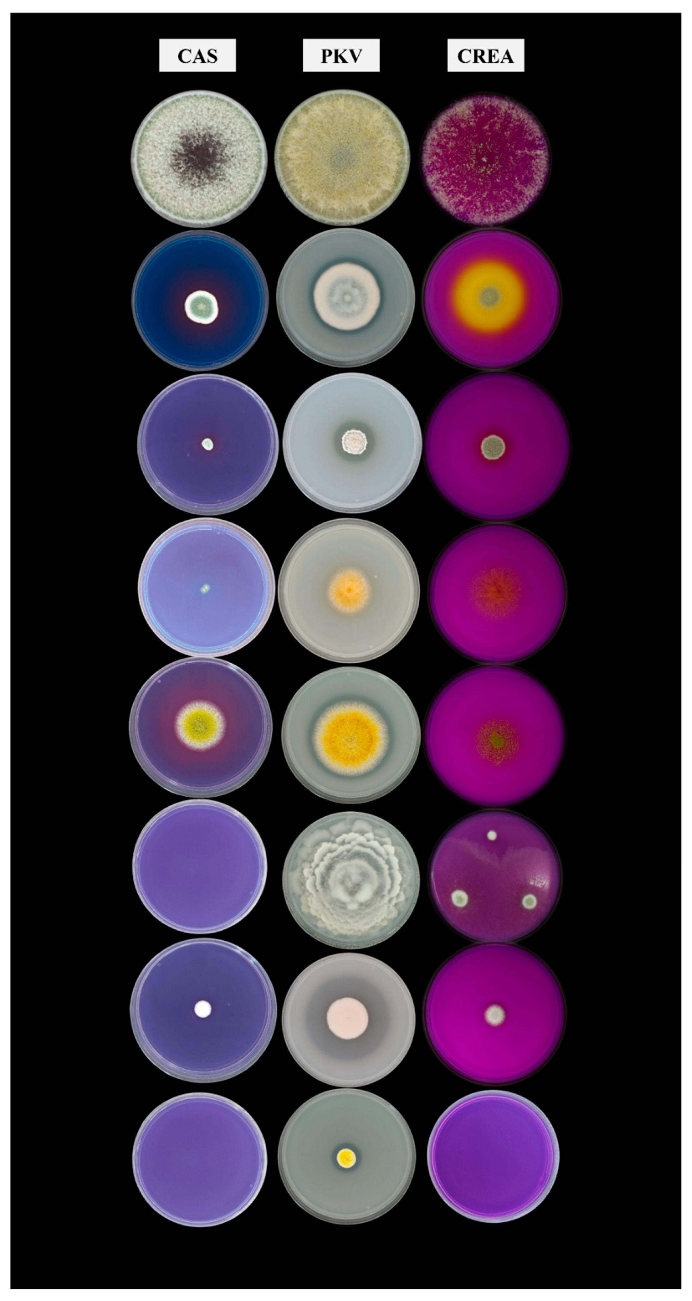 Microorganisms 13 01667 g001