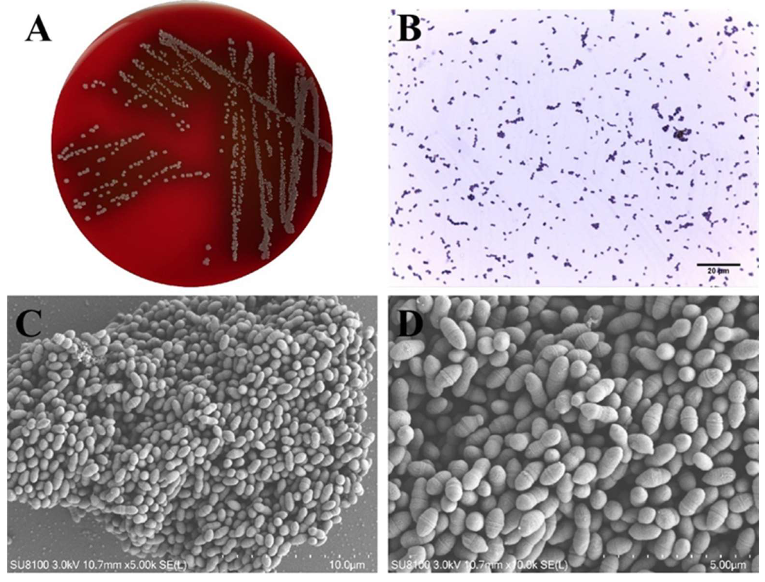 Microorganisms 13 01674 g001 Microorganisms 13 01674 g001