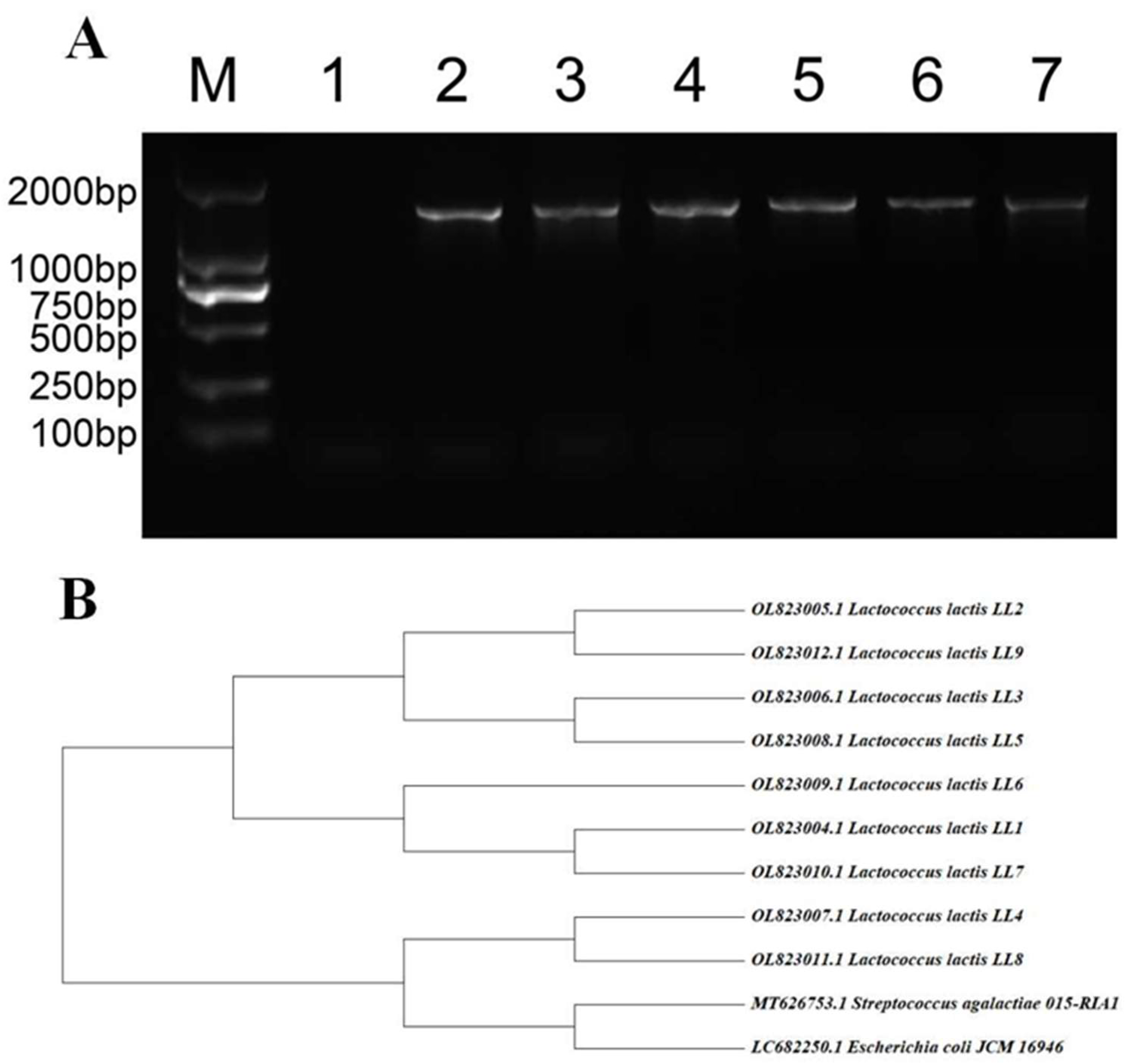 Microorganisms 13 01674 g002 Microorganisms 13 01674 g002