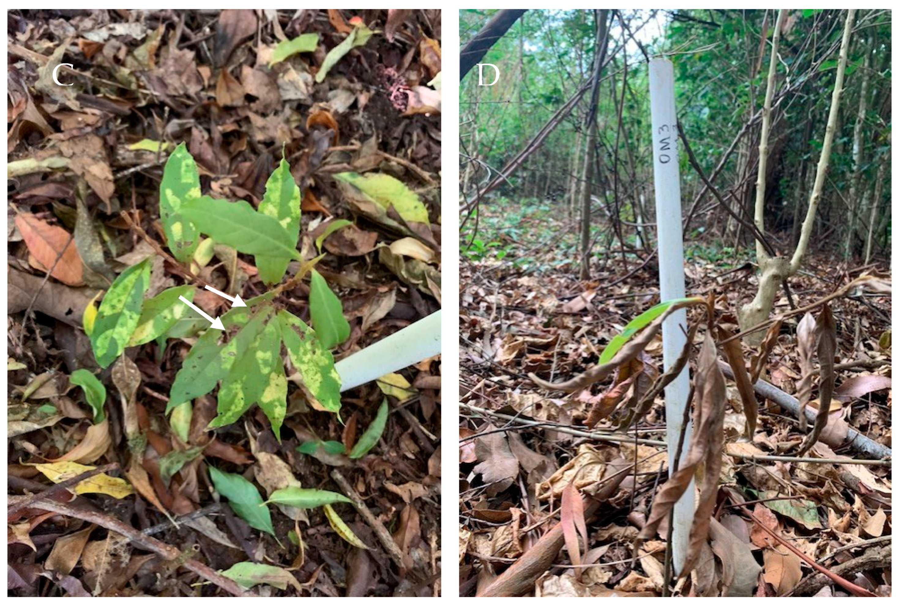 Microorganisms 13 01682 g001b