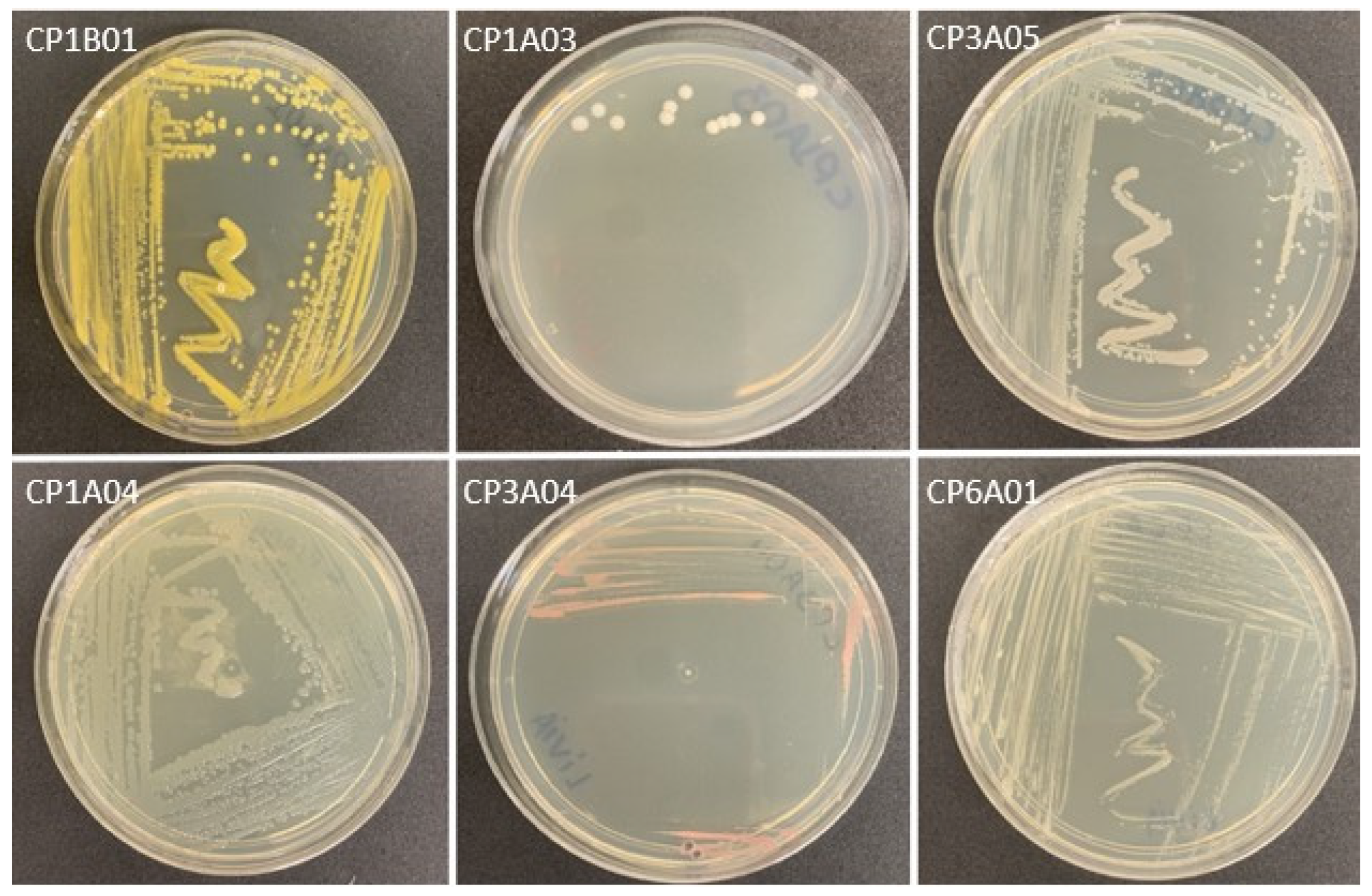 Microorganisms 13 01686 g001