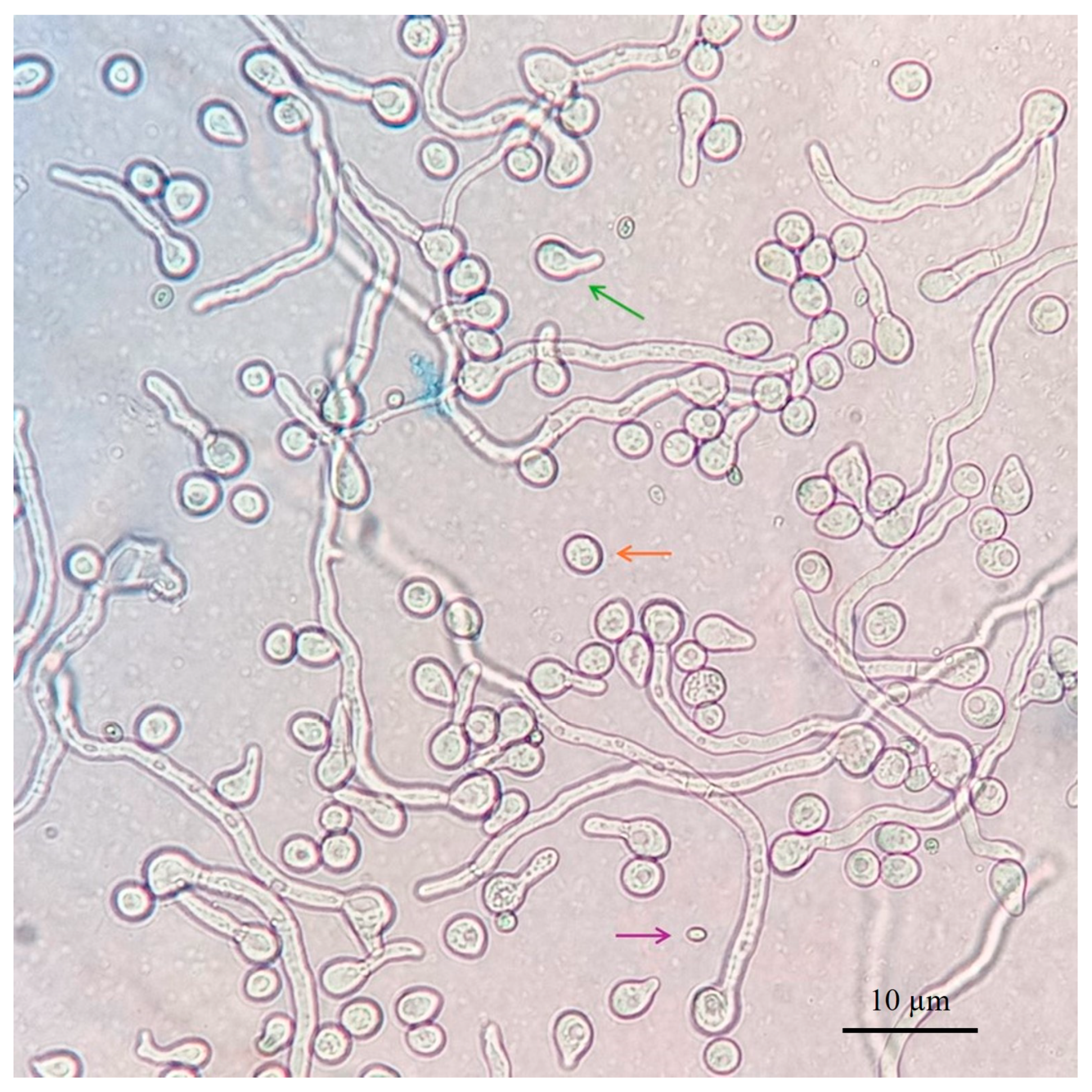 Microorganisms 13 01689 g001