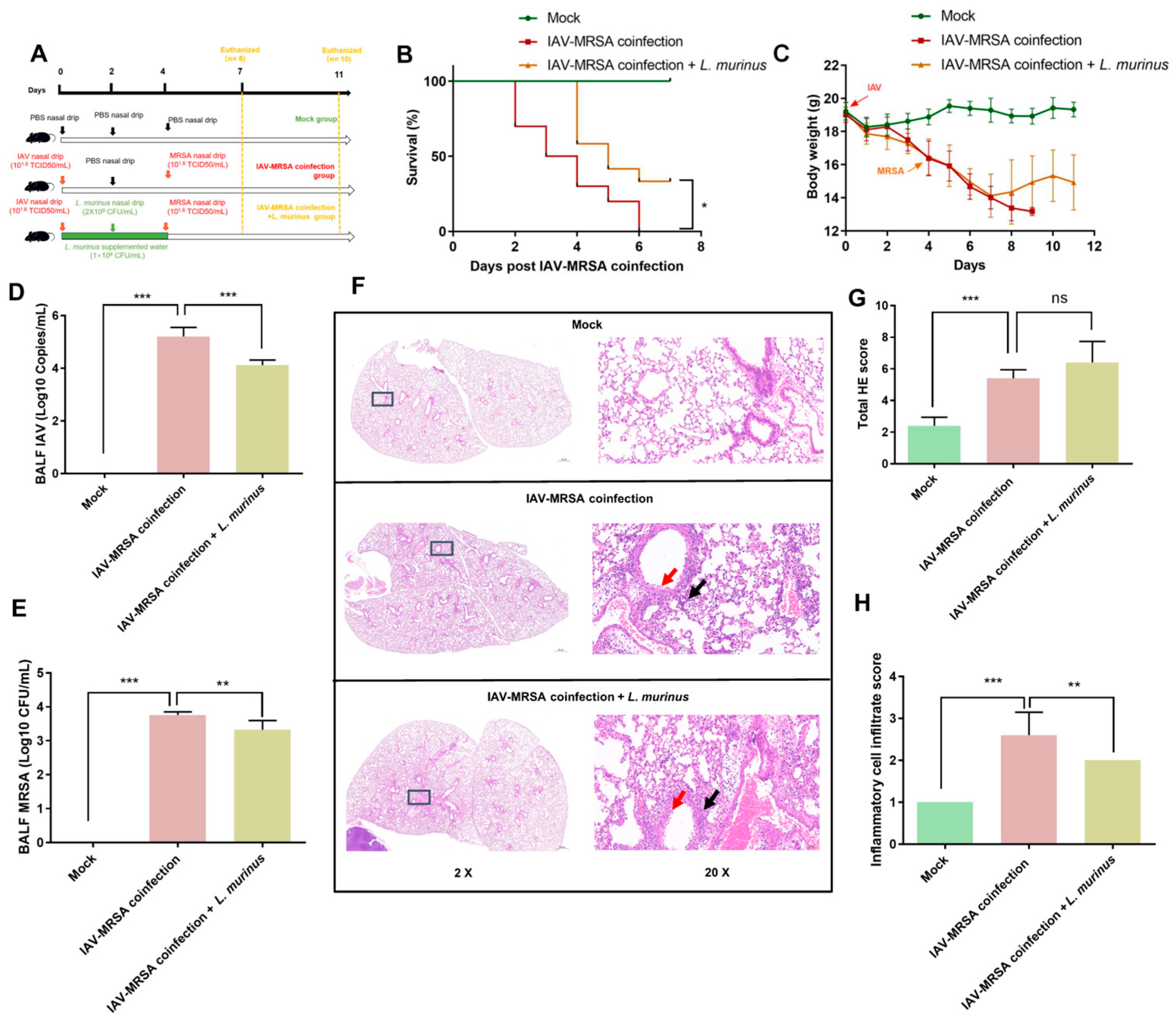 Microorganisms 13 01709 g001