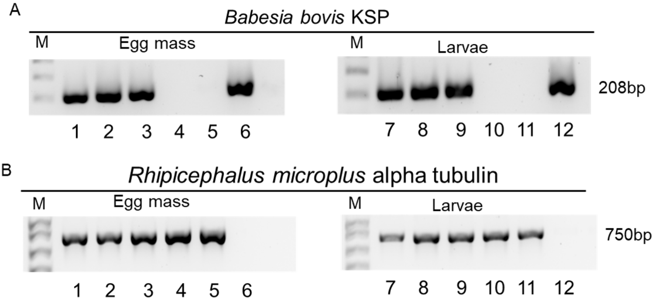 Microorganisms 13 01713 g001