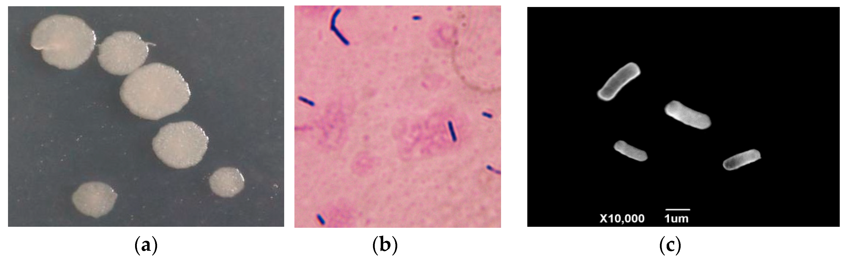 Microorganisms 13 01782 g002