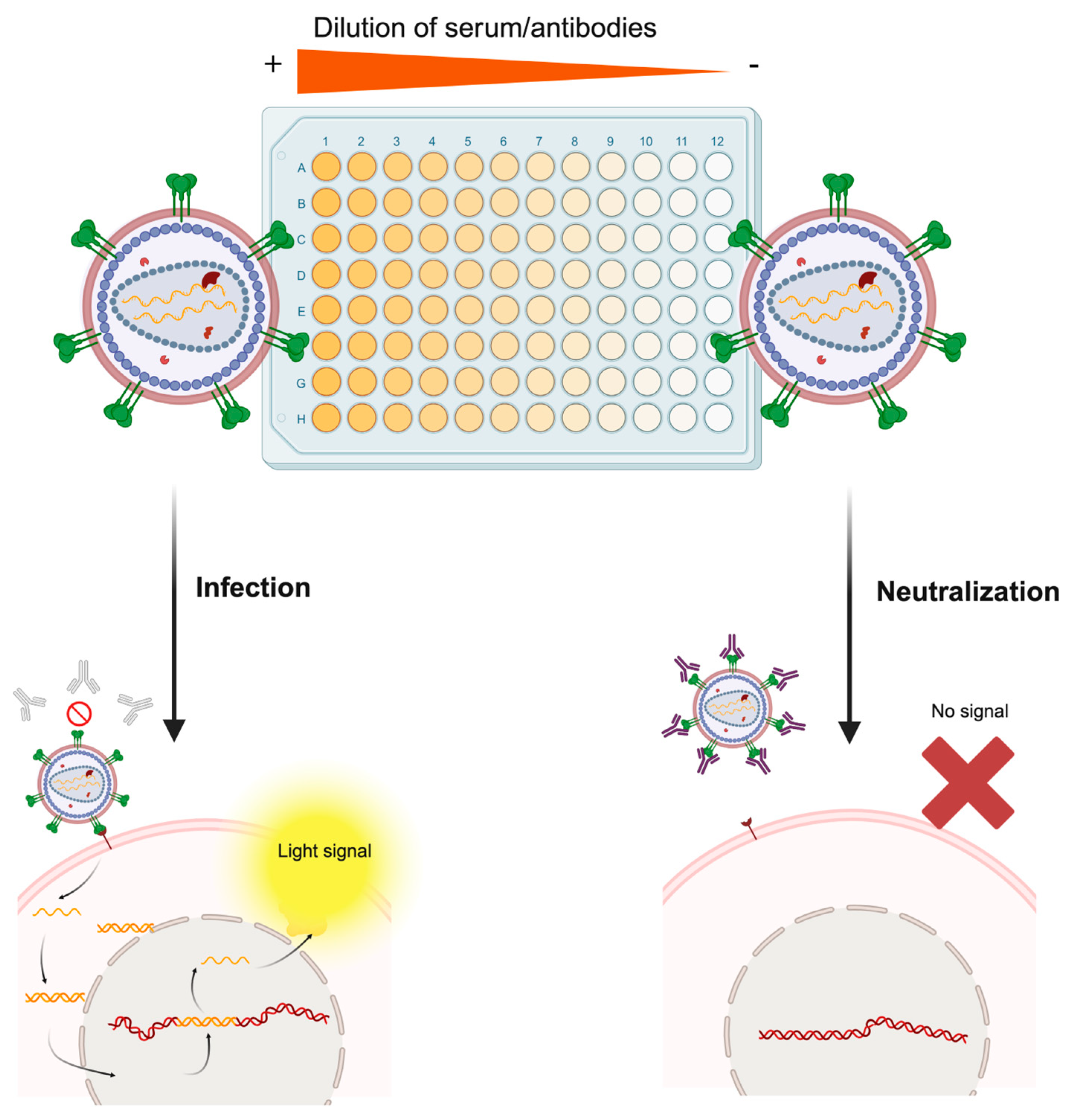 Microorganisms 13 01785 g004