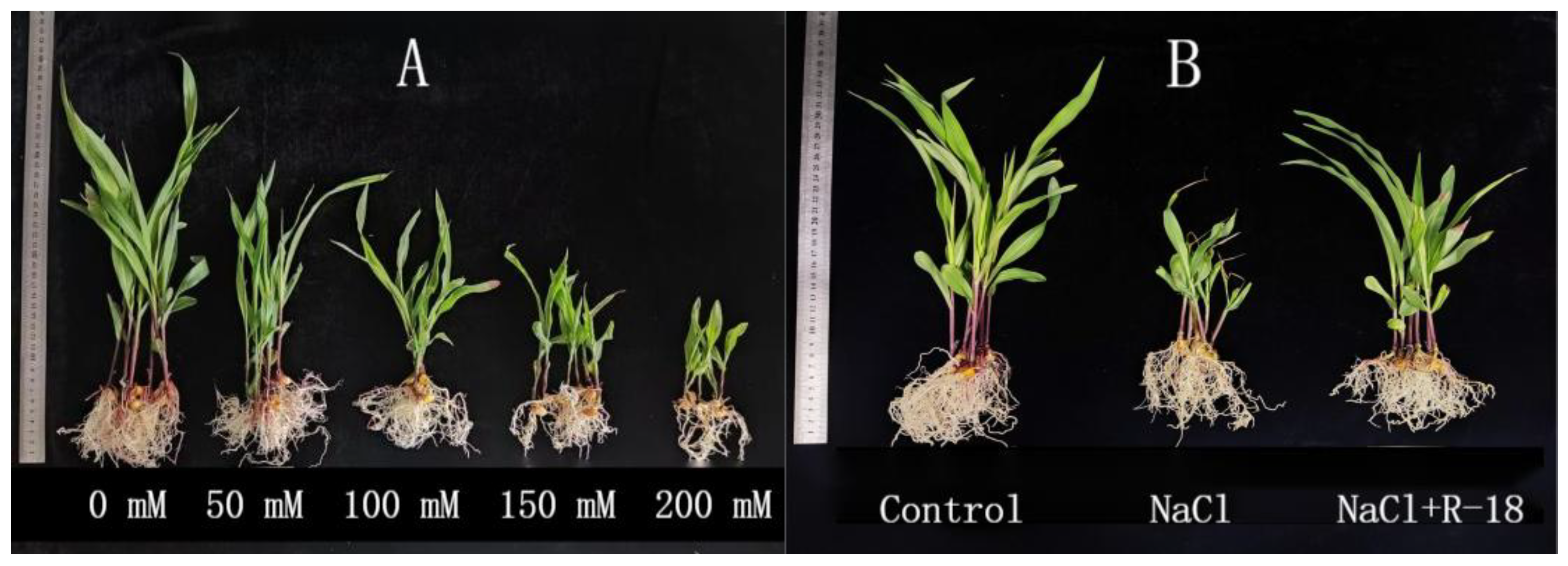 Microorganisms 13 01796 g004